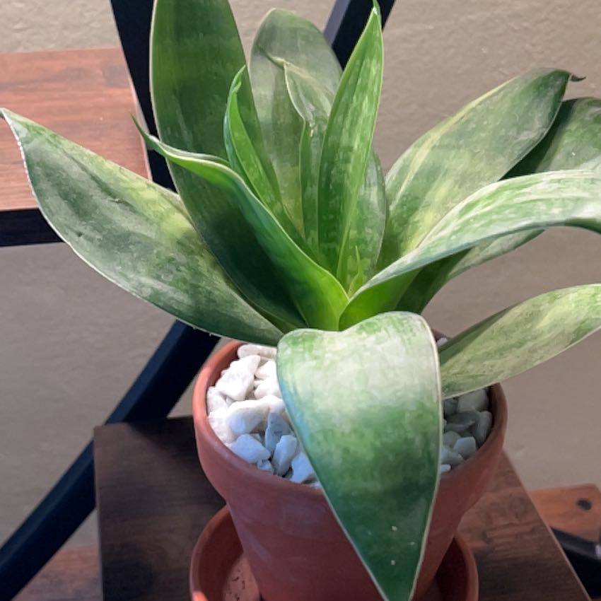 Photo of the plant species Assorted Dracaena by @CordialWildyam named Tree Diddy on Greg, the plant care app