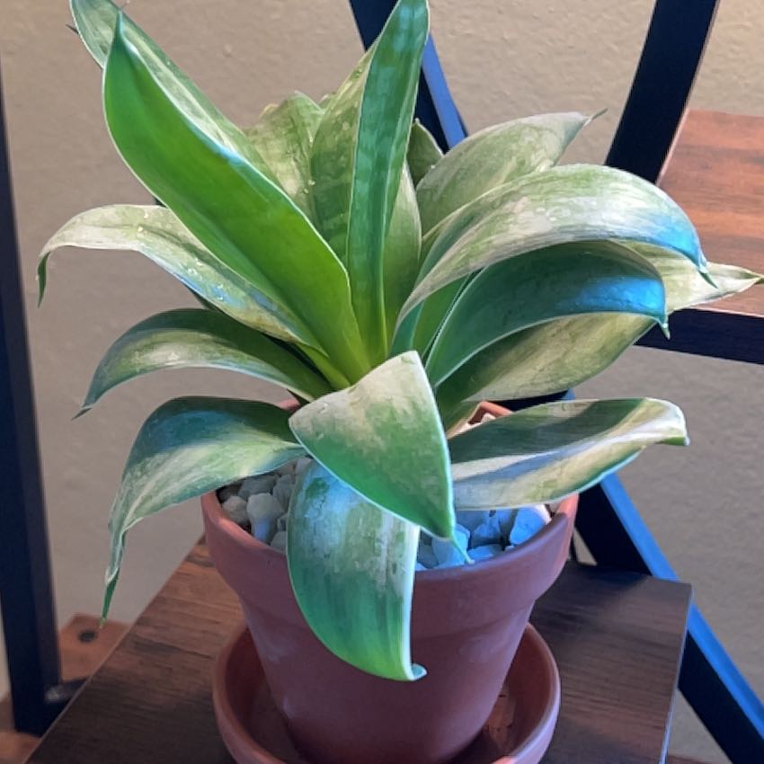 Photo of the plant species Assorted Dracaena by @CordialWildyam named Stella on Greg, the plant care app