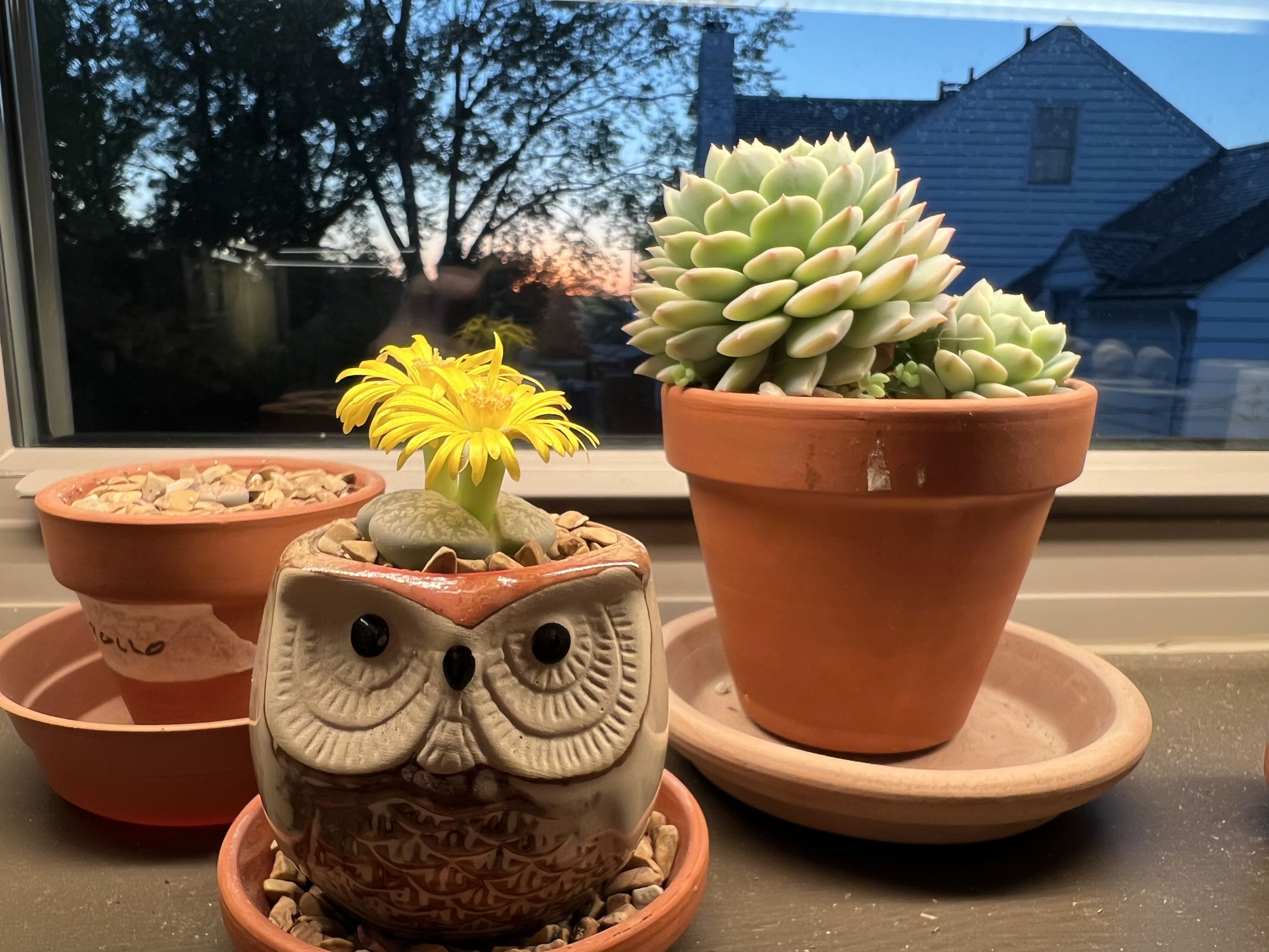 Photo from the post