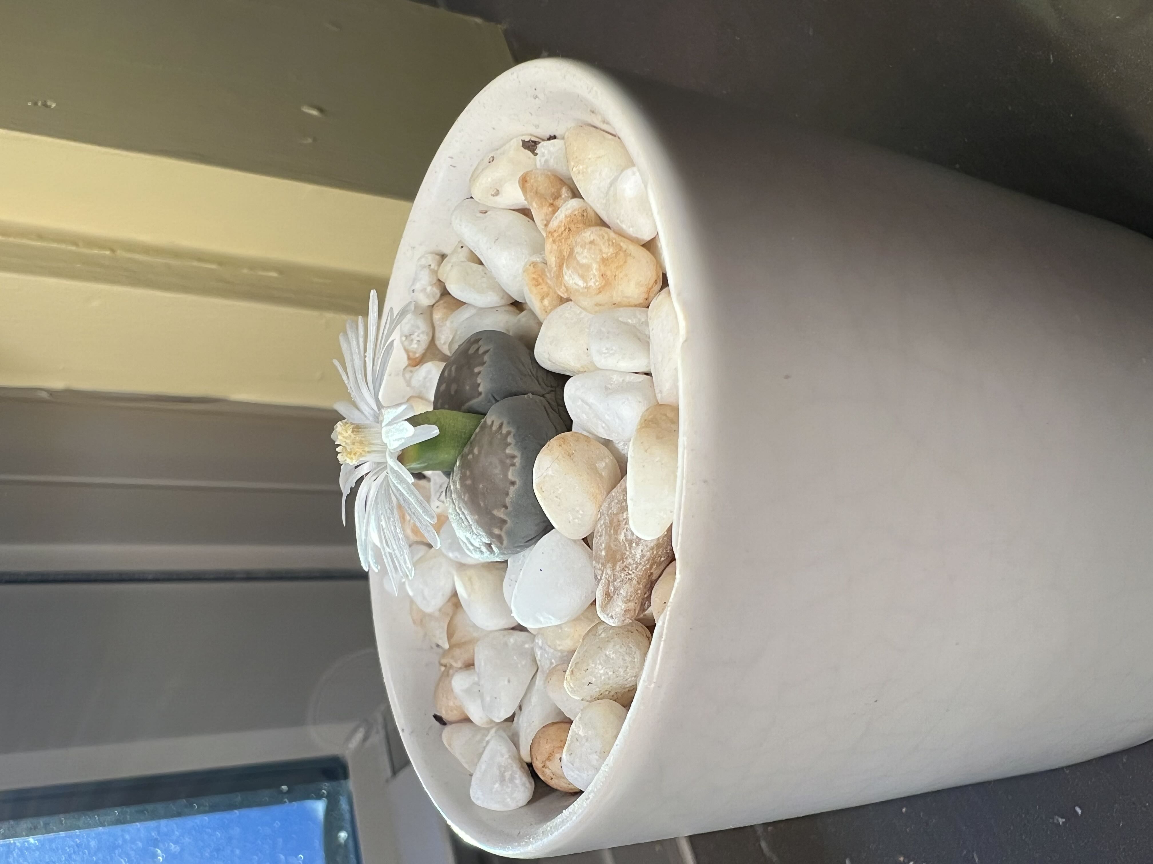 Photo from the post