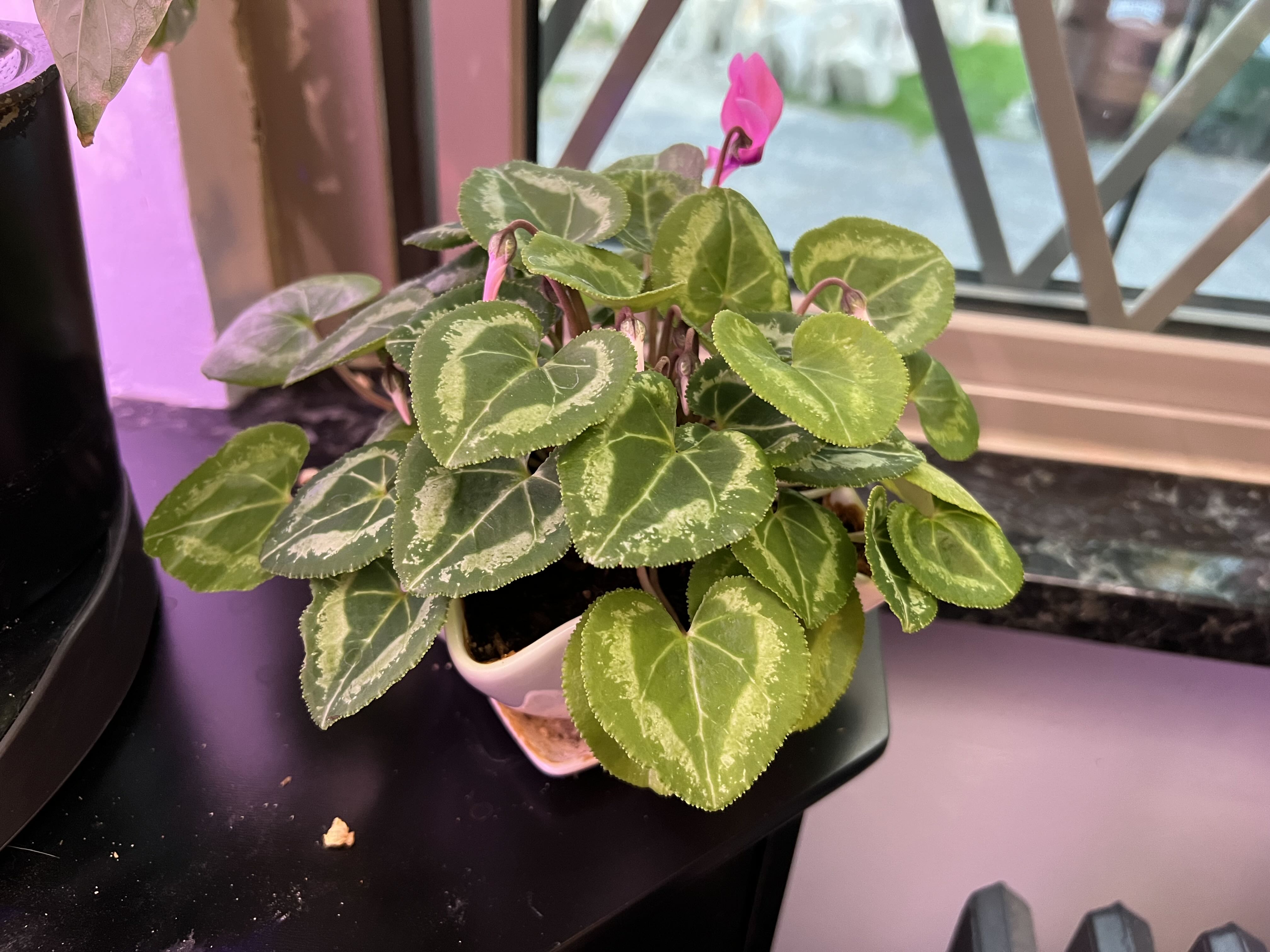 Photo from the post