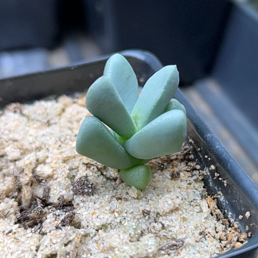 Plant care for Juttadinteria on Greg, the plant care app