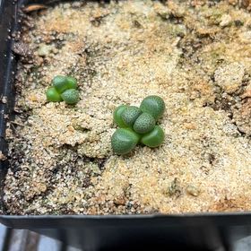 Photo of the plant species Living Stone by @CordialWildyam named Maya on Greg, the plant care app