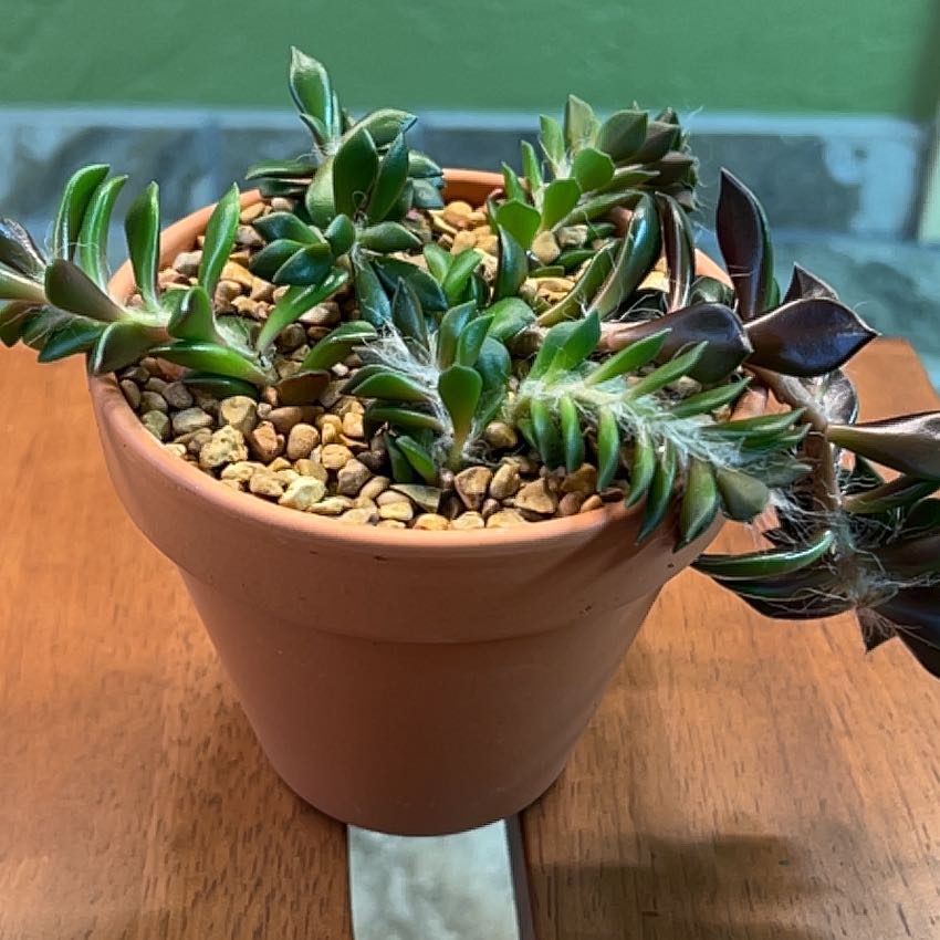 Photo of the plant species Assorted Anacampseros by @CordialWildyam named w_Marley on Greg, the plant care app