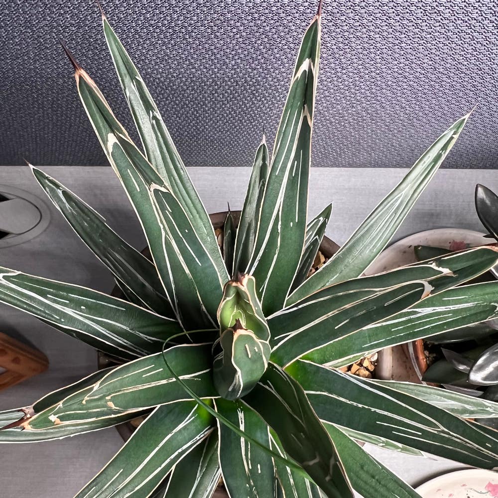 Agave 'Snow Glow': How Much Water & Light Does it Need to Agave 'Snow Glow': How Much Water & Light Does it Need to
