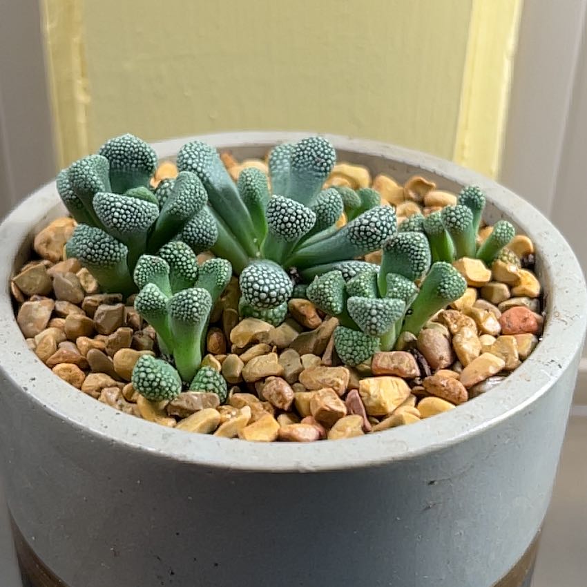 Photo of the plant species Titanopsis primosii by @CordialWildyam named w_Duke on Greg, the plant care app