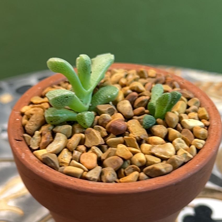 Photo of the plant species Stomatium niveum by @CordialWildyam named w_Planty on Greg, the plant care app