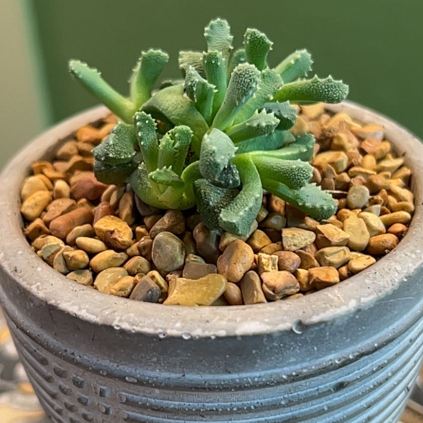 Photo of the plant species Stomatium niveum by @CordialWildyam named w_Kesha on Greg, the plant care app