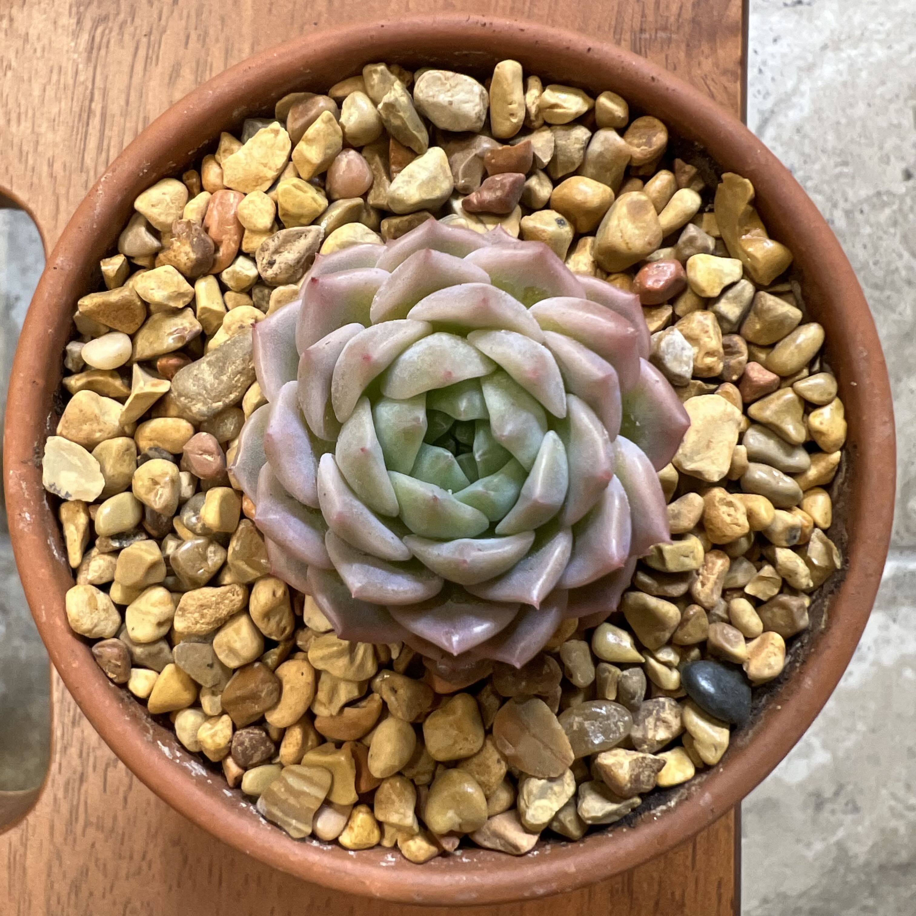 Photo of the plant species Echeveria White Storm by @CordialWildyam named Oscar on Greg, the plant care app
