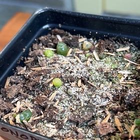 Plant care for African Bonsai on Greg, the plant care app