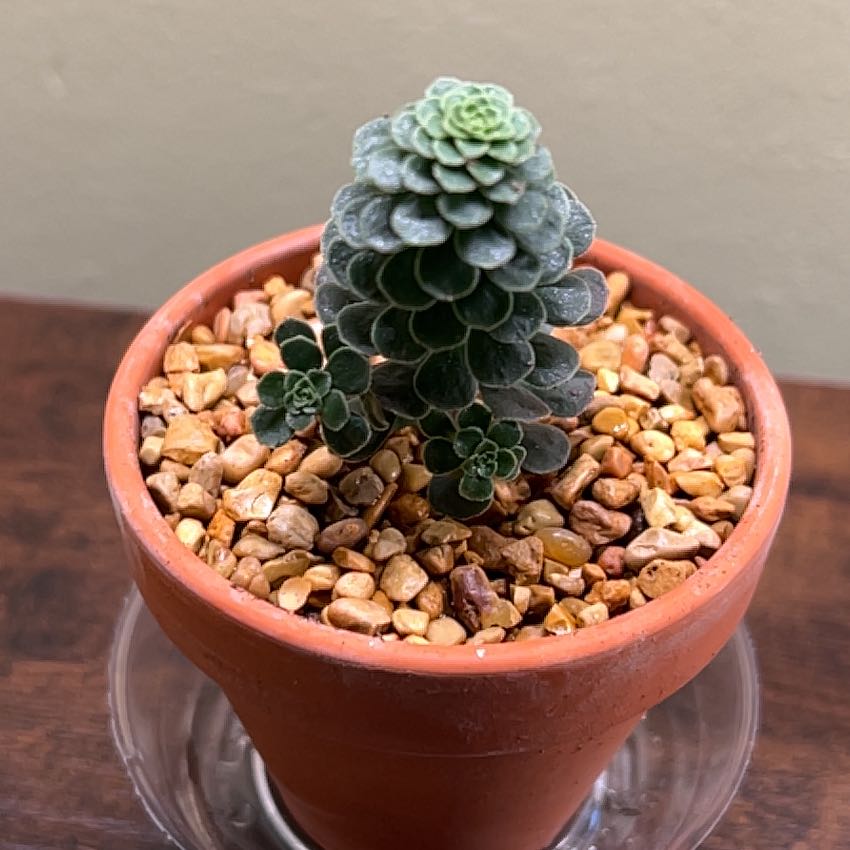 Photo of the plant species Aeonium by @CordialWildyam named Drake on Greg, the plant care app