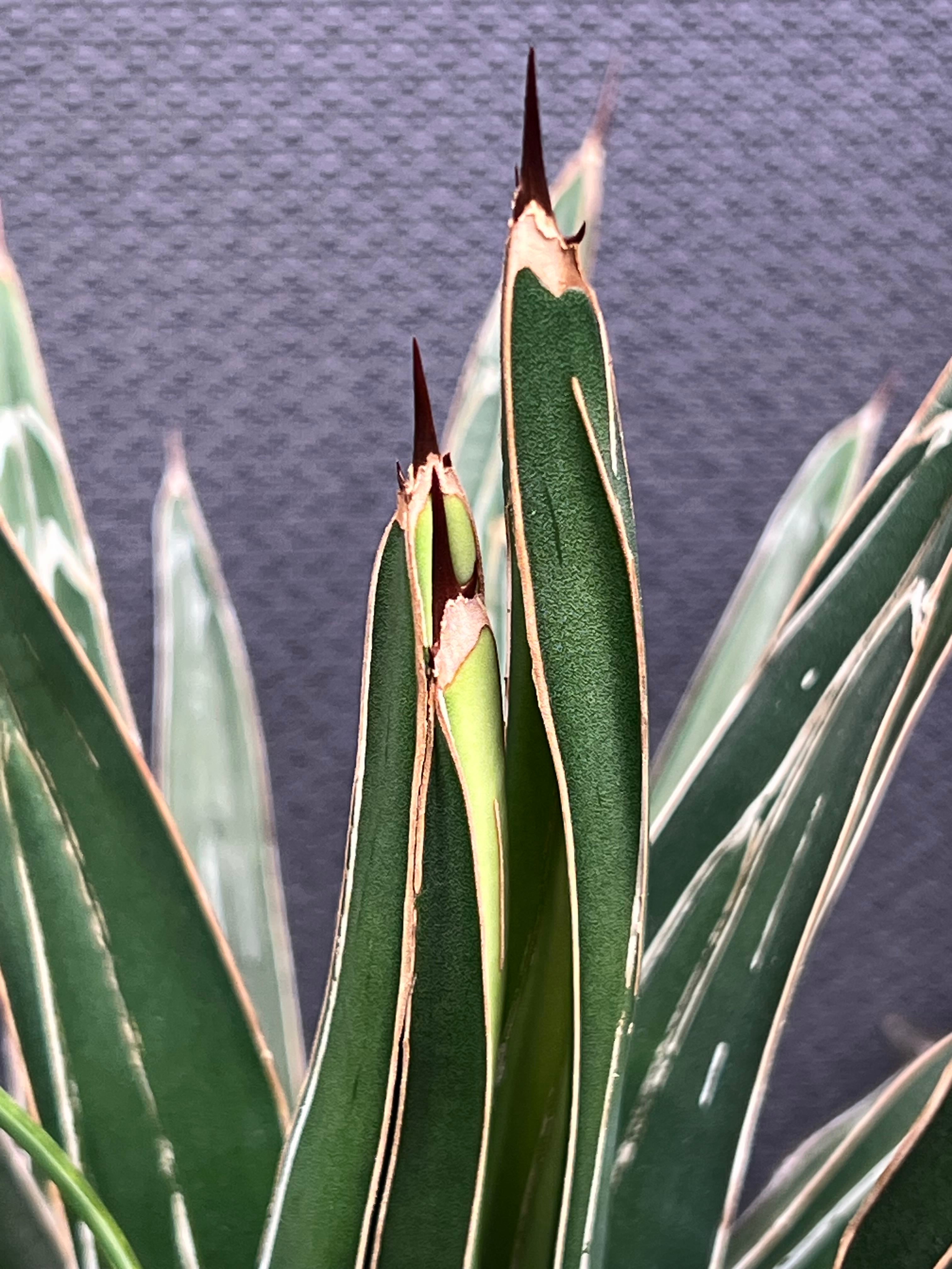 Agave 'Sharkskin' Care 101: Water, Light & Growing Tips