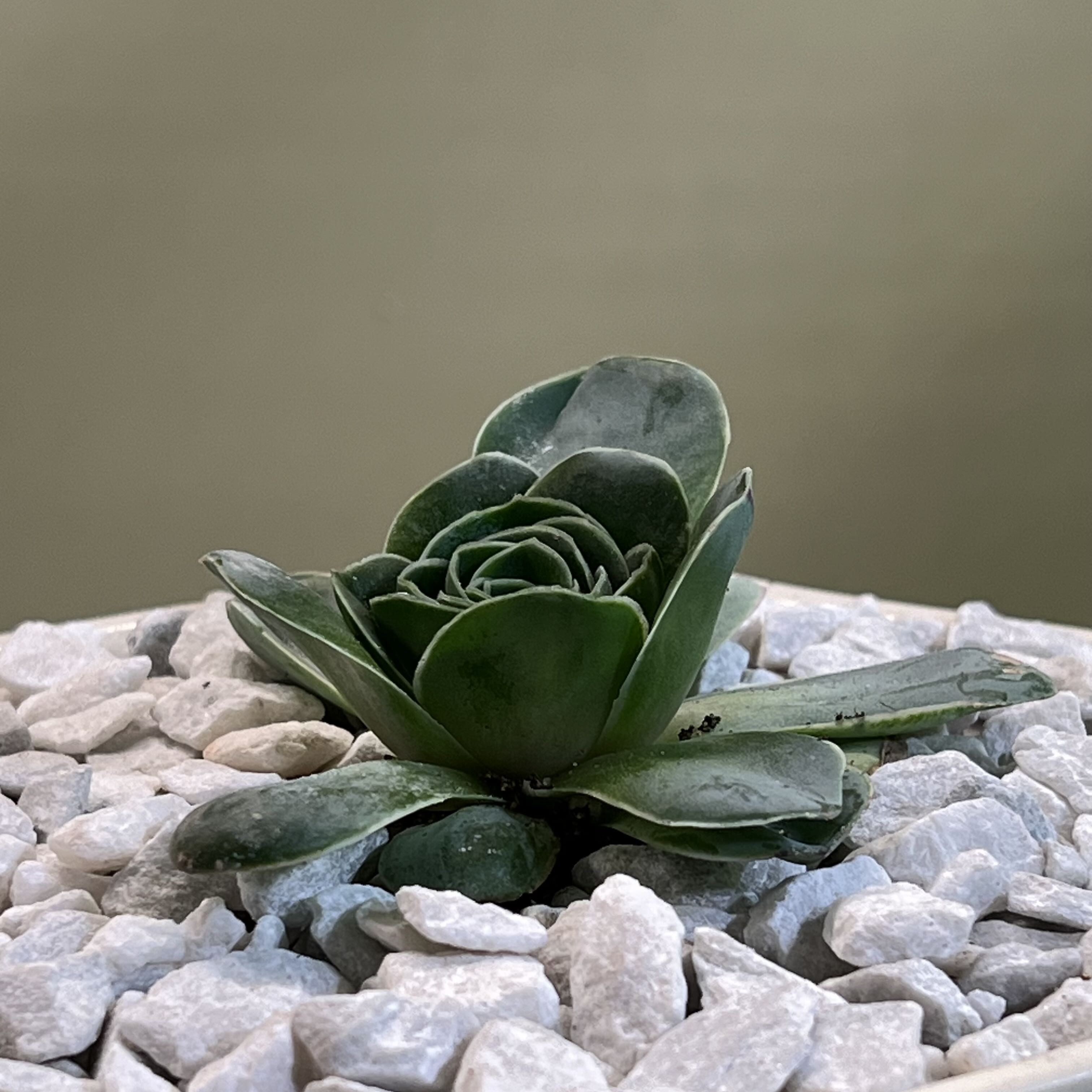 Photo of the plant species Rose Succulent by @CordialWildyam named Homer on Greg, the plant care app