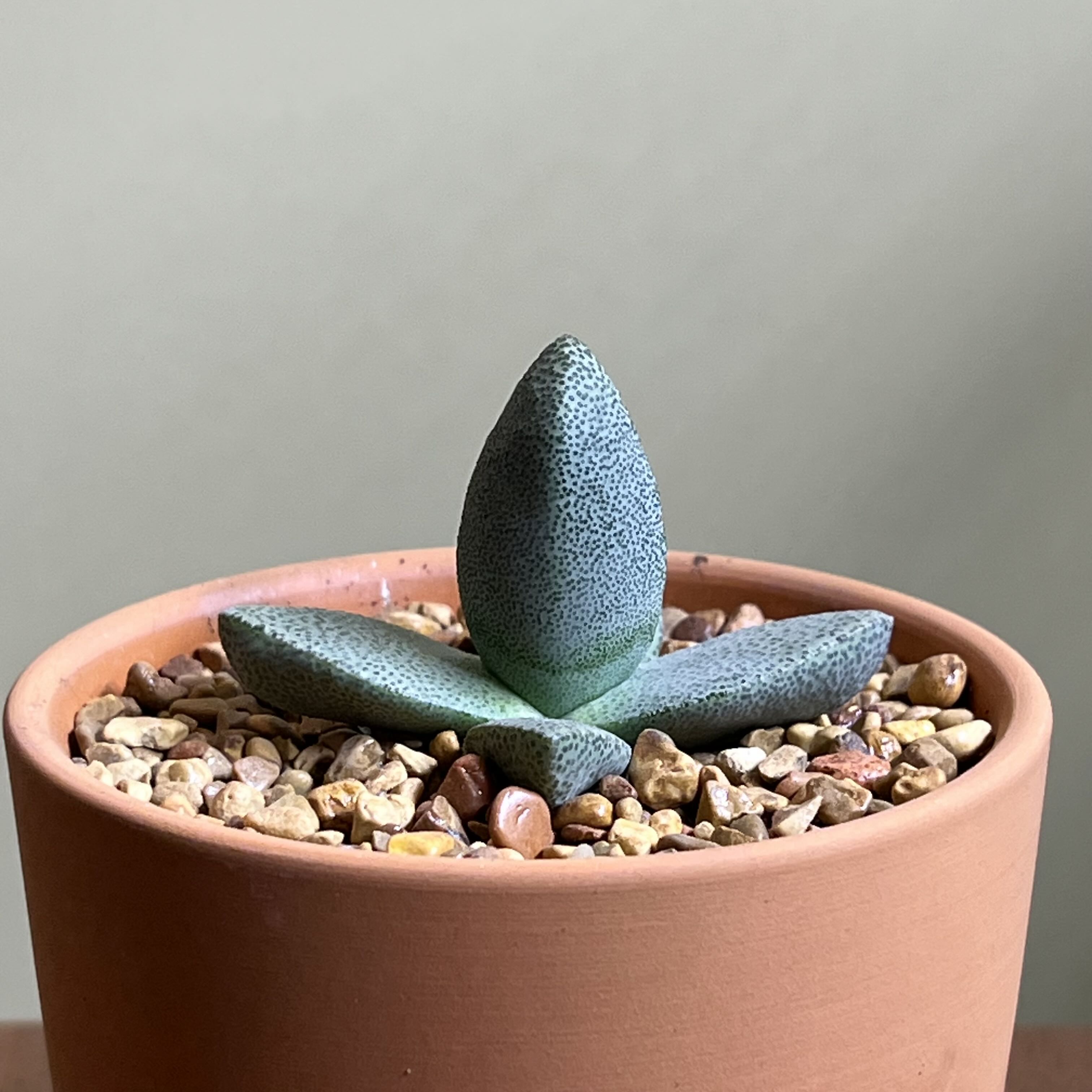 Photo of the plant species Mimicry Rock Plant by @CordialWildyam named Winston on Greg, the plant care app