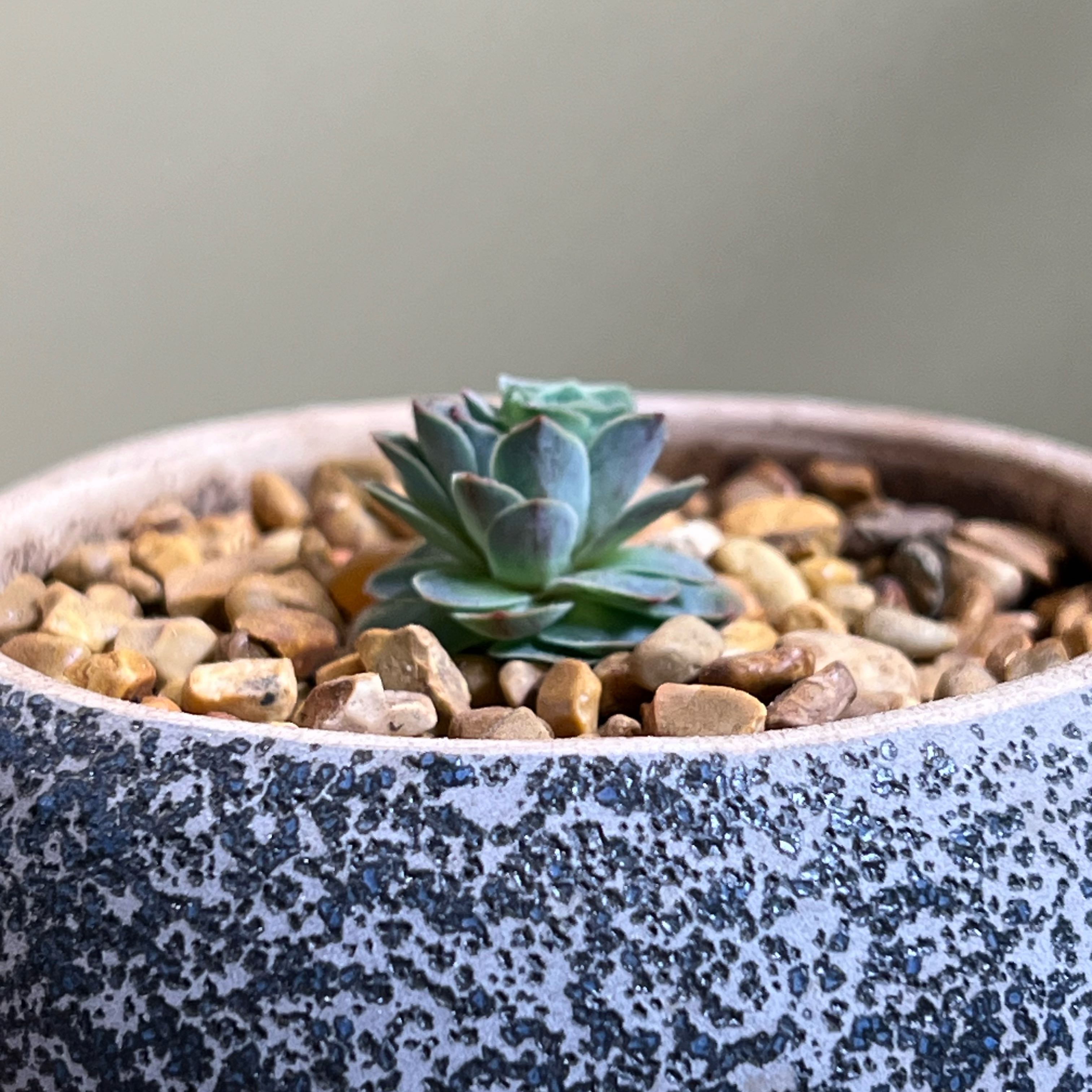 Photo of the plant species Rose Succulent by @CordialWildyam named Elle on Greg, the plant care app