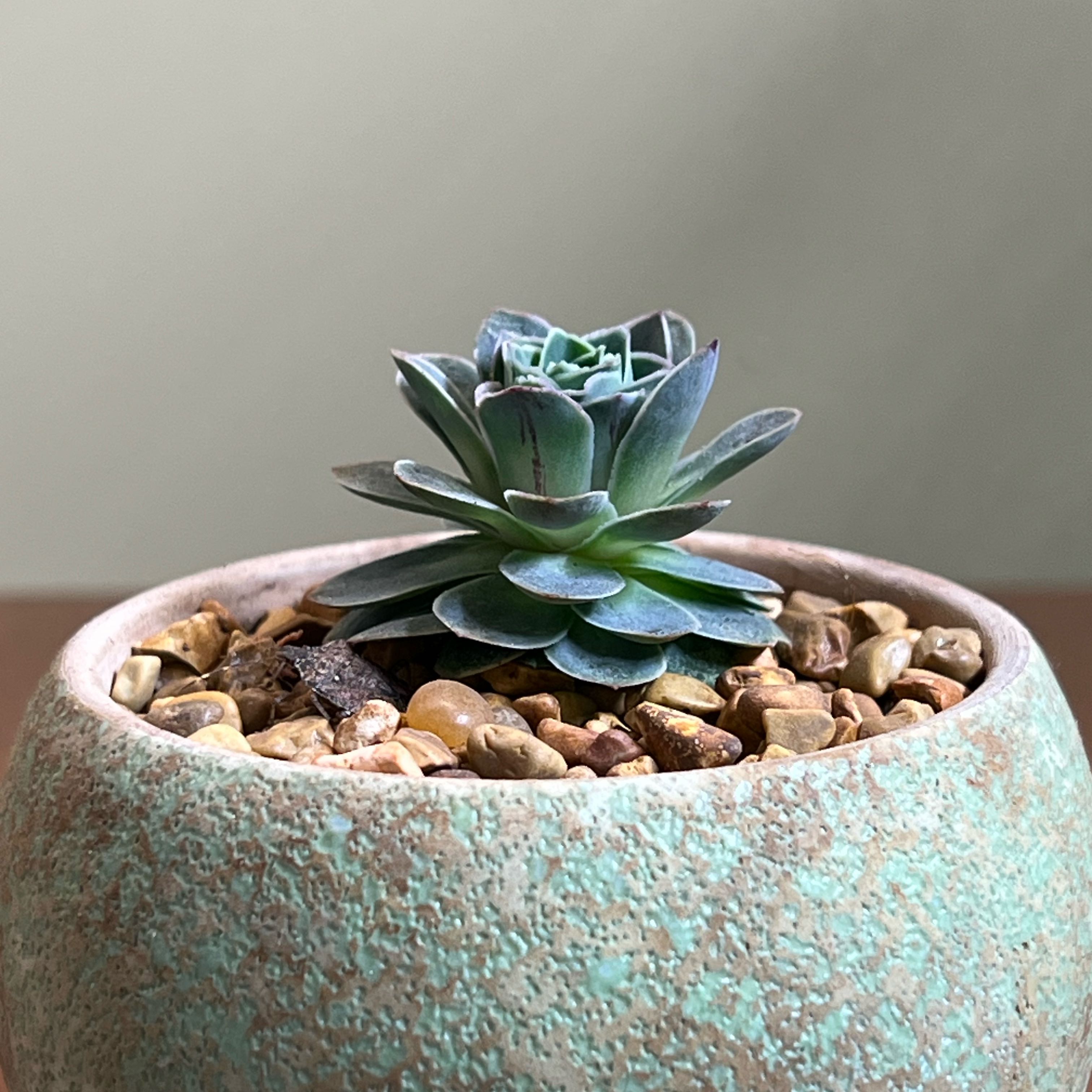 Photo of the plant species Rose Succulent by @CordialWildyam named Hamilton on Greg, the plant care app