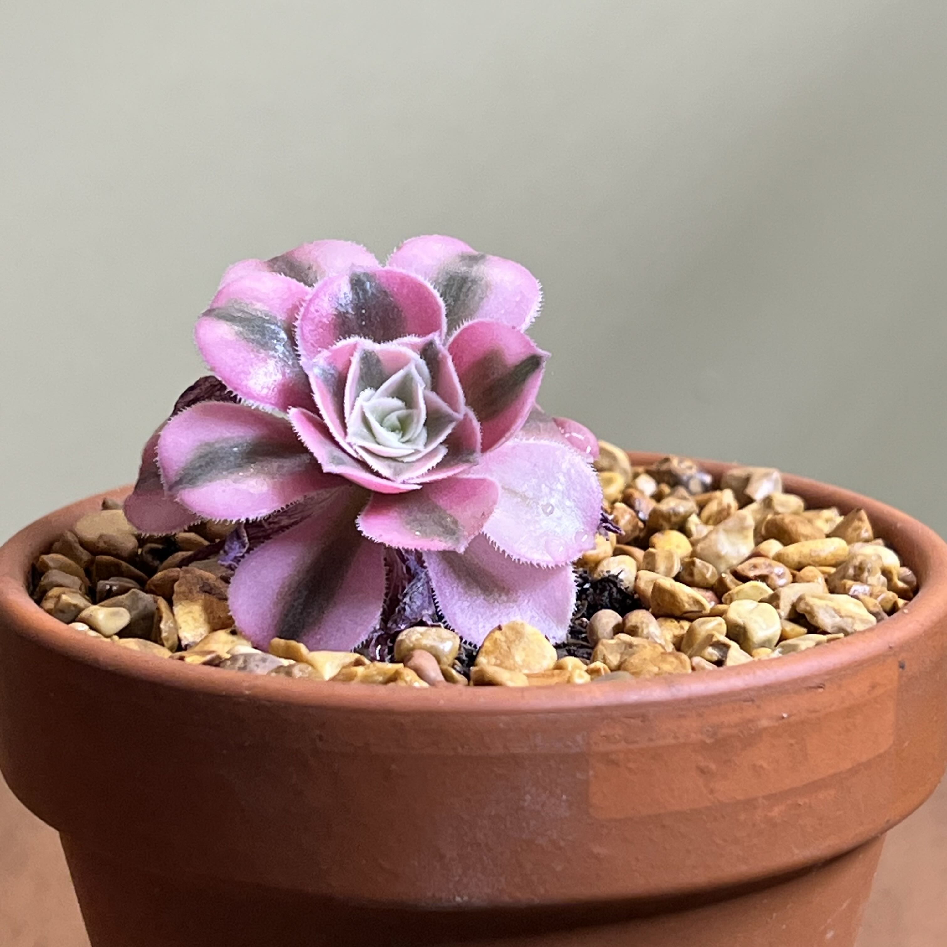 Photo of the plant species Aeonium 'Pink Witch' by @CordialWildyam named ChloroPhil on Greg, the plant care app