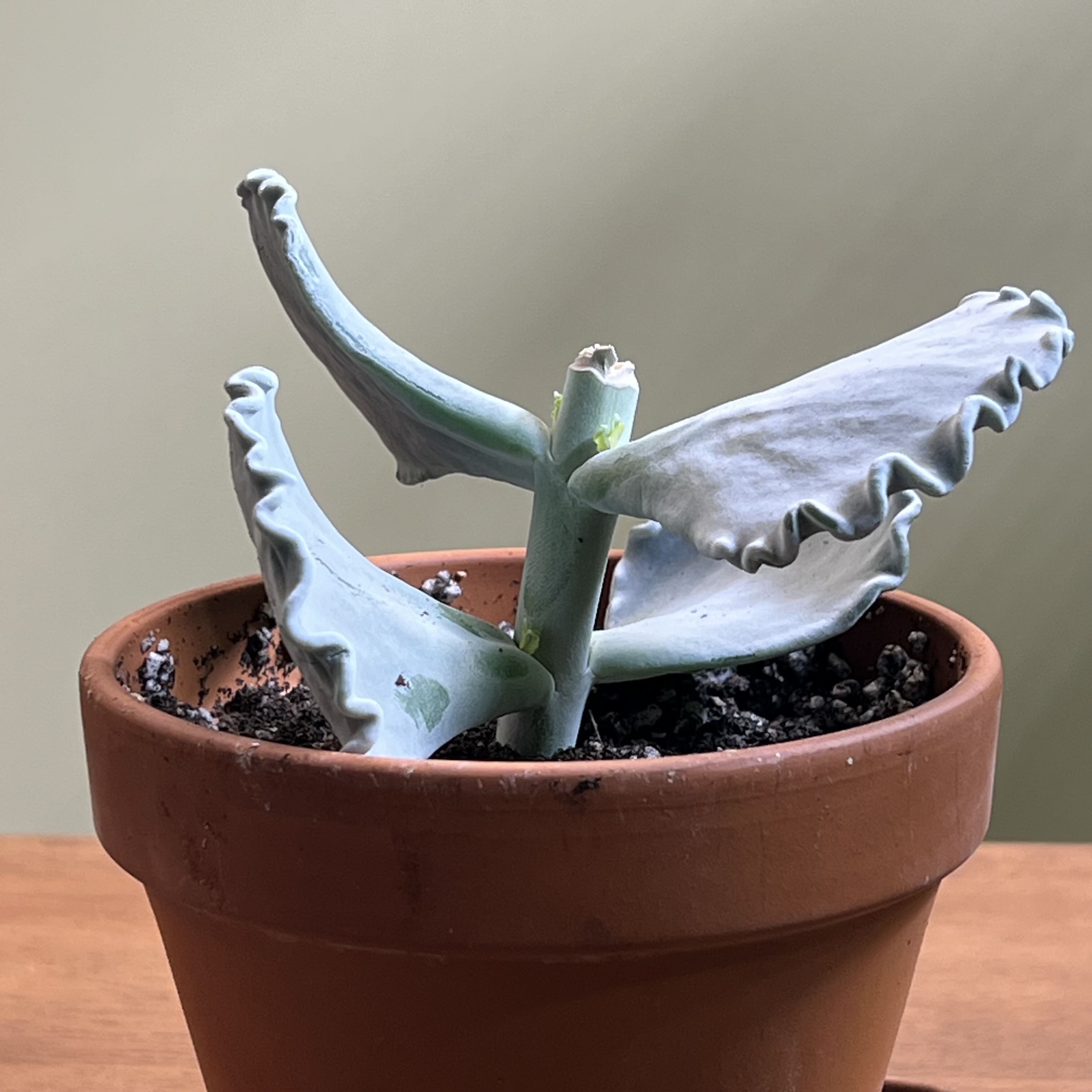 Photo of the plant species Unidentified Plant by @CordialWildyam named Sigmund on Greg, the plant care app
