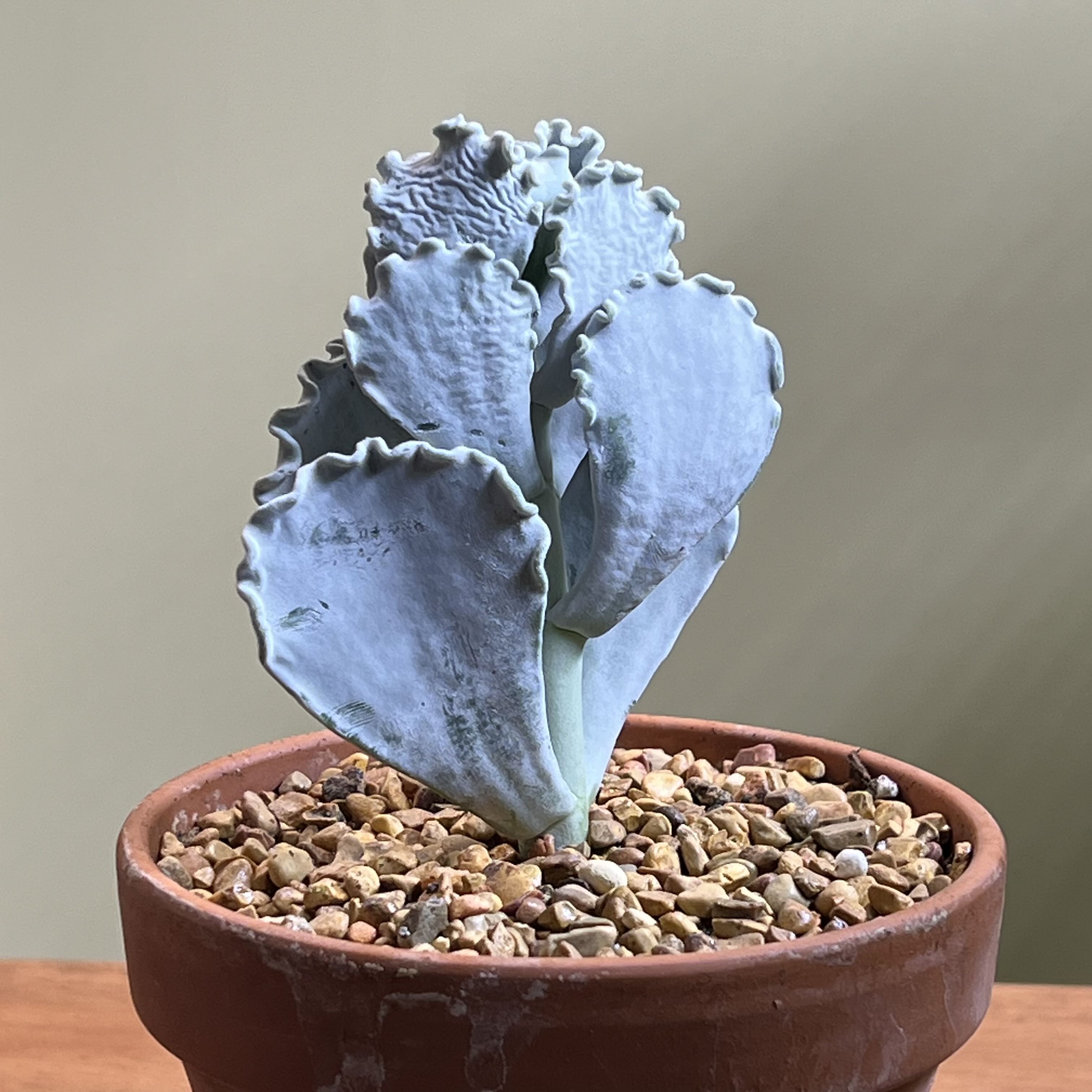 Photo of the plant species Unidentified Plant by @CordialWildyam named Gomez on Greg, the plant care app