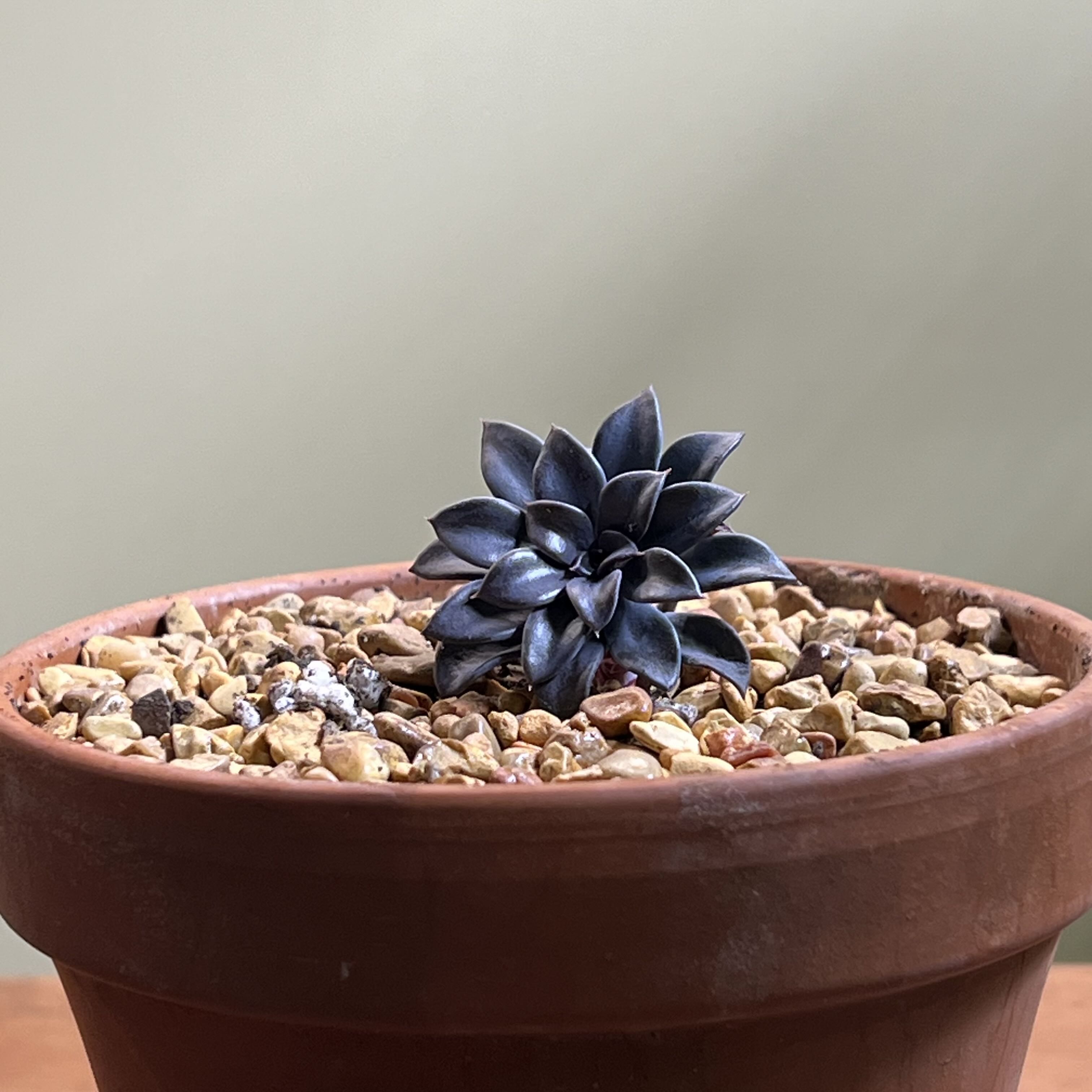 Photo of the plant species Echeveria White Storm by @CordialWildyam named Terra on Greg, the plant care app