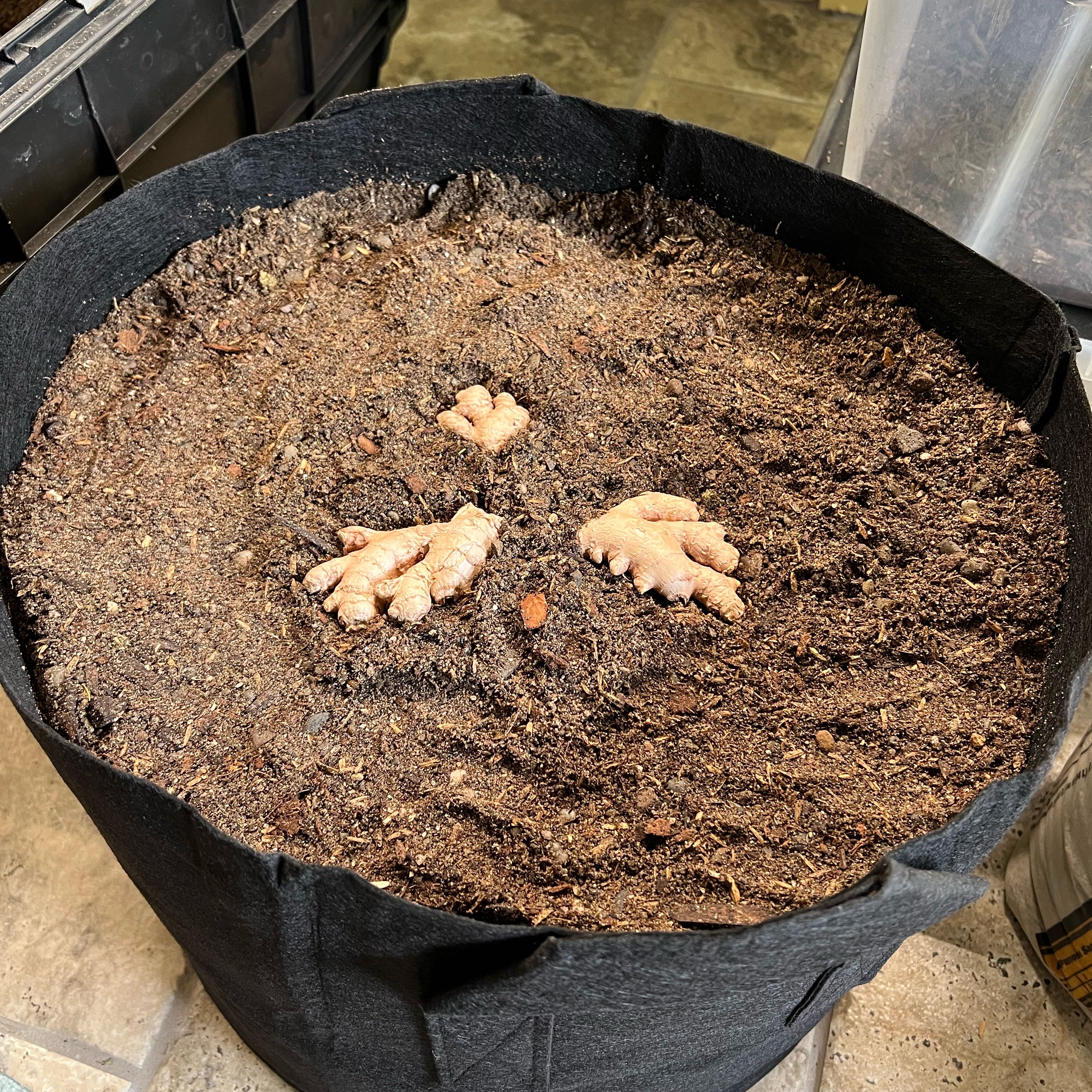 Photo of the plant species Ginger Root by @CordialWildyam named Gregarious on Greg, the plant care app