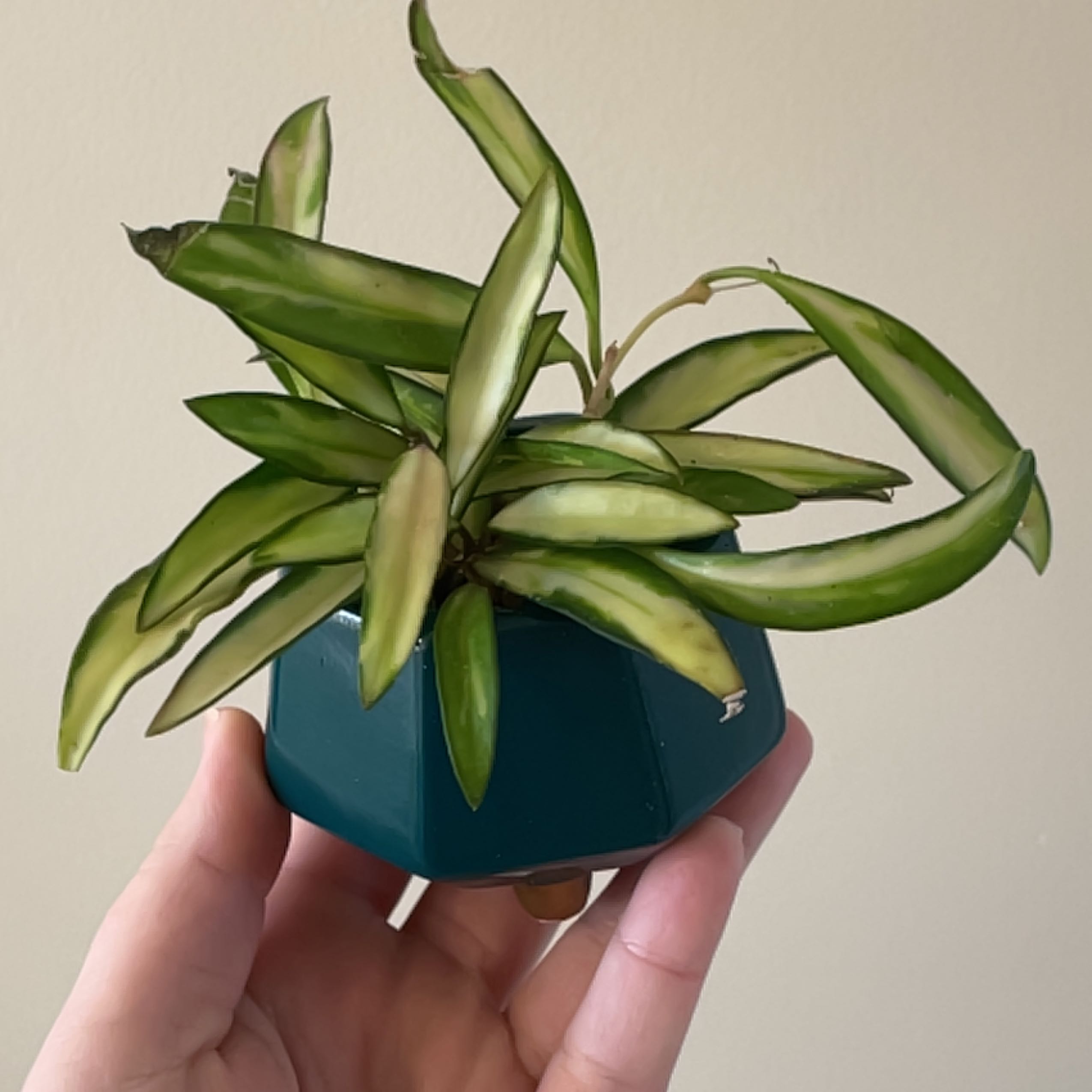 Stringbean Hoya plant with elongated green leaves held in a small pot by a hand.