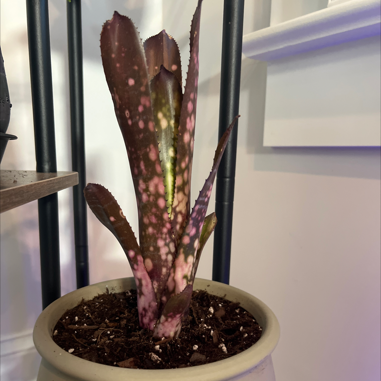 Photo of the plant species Billbergia 'Hallelujah' by @AngelValleyoak named Gobi on Greg, the plant care app