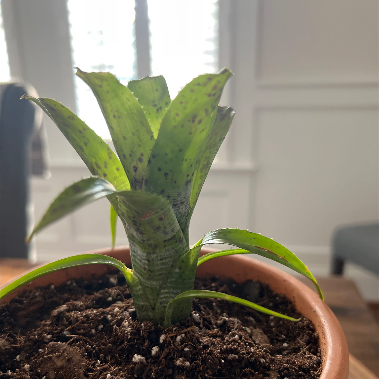 Photo of the plant species Vase Plant by @AngelValleyoak named Harmony on Greg, the plant care app