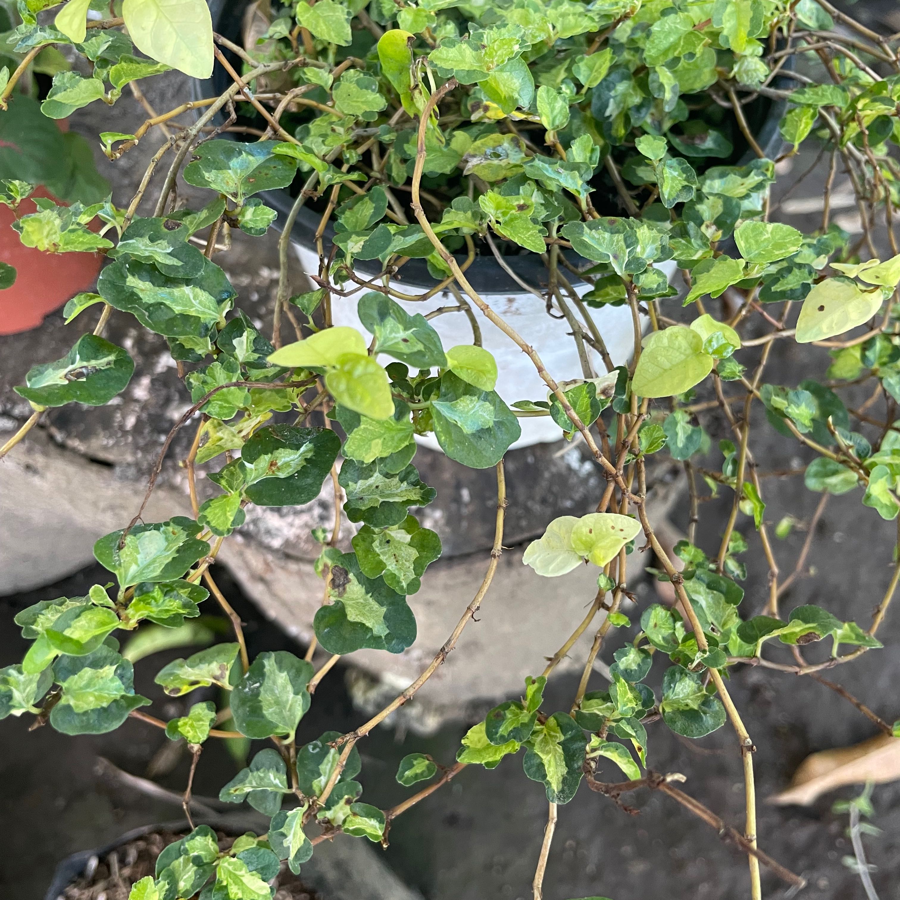 Photo of the plant species Red Threads Alternanthera by @ResoluteRhubarb named Gregarious on Greg, the plant care app