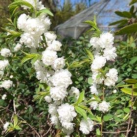 Photo of the plant species Japanese Flowering Cherry by @ThrivingBacopa named LiloStitch on Greg, the plant care app