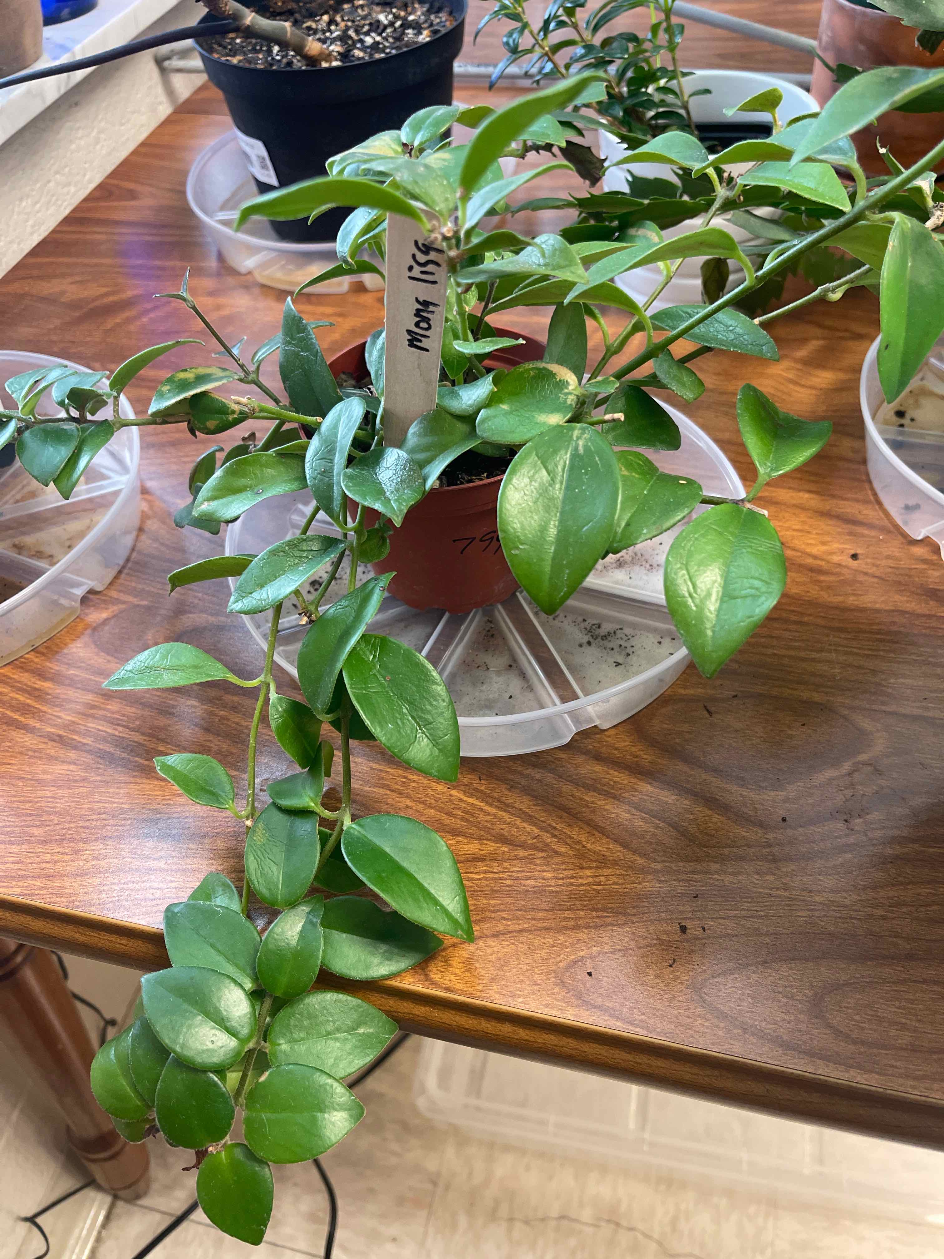 Healthy Lipstick Plant with vibrant green leaves in a pot on a wooden table.