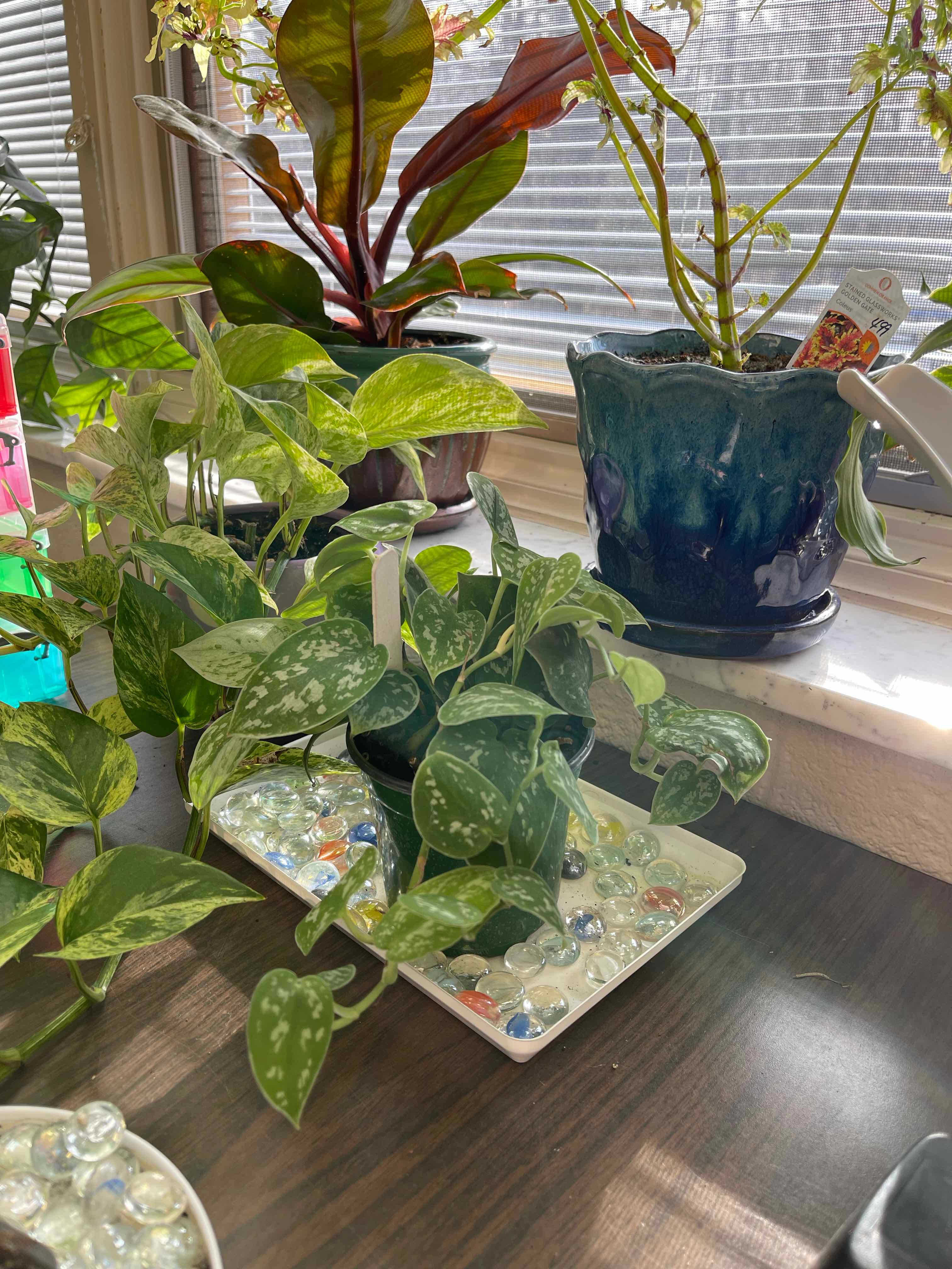 Silver Anne Pothos plant on a table near a window with other plants in the background.