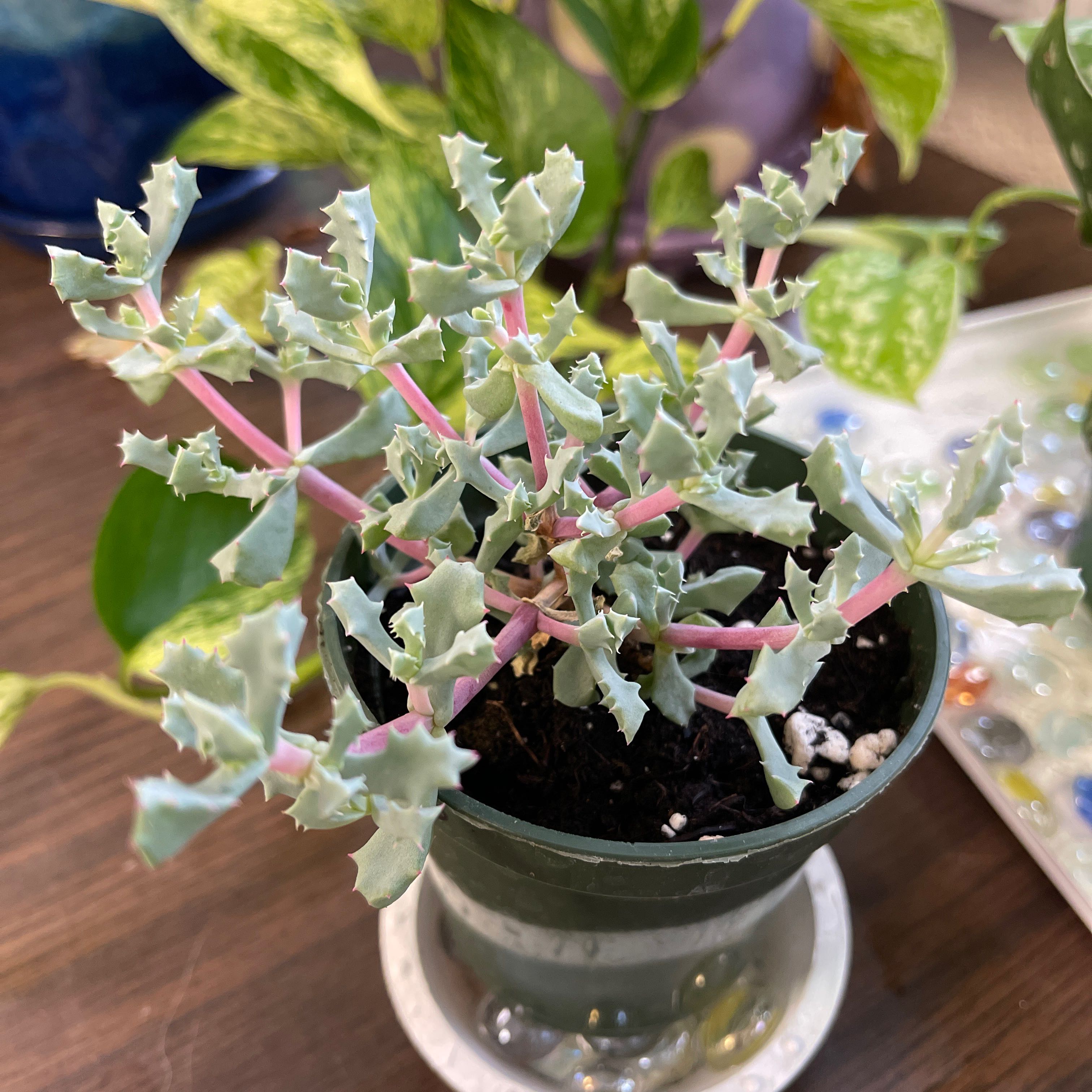 Photo of the plant species Deltoid-Leaved Dew Plant by @HealthyPalqui named Tannenbaum on Greg, the plant care app