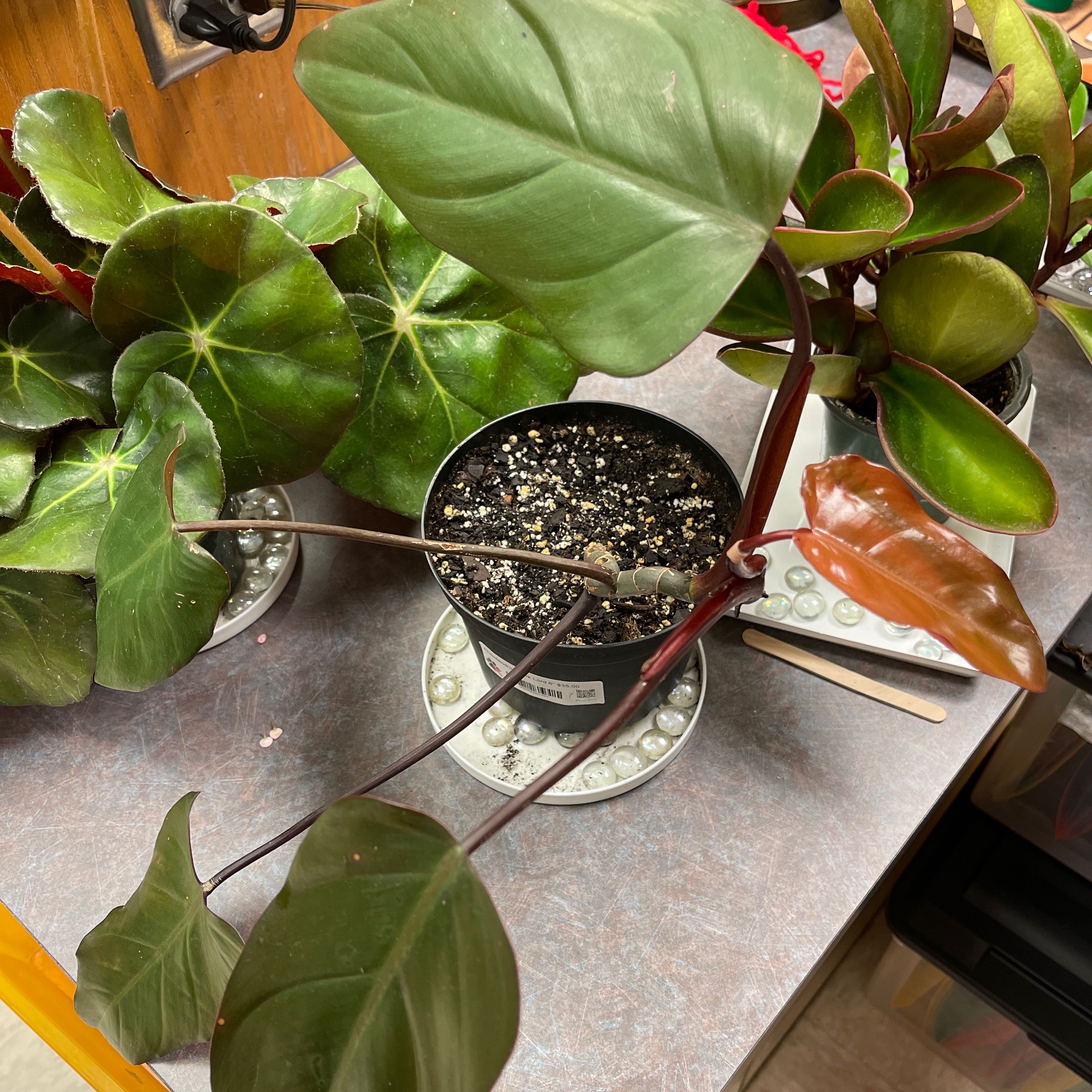 Philodendron Dark Lord plant in a pot with visible soil and healthy leaves.