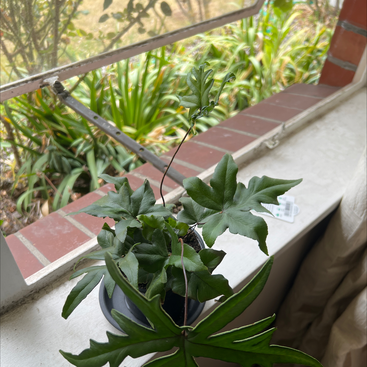 Photo of the plant species Hand fern by @FinestTagetes named Bruce Lee on Greg, the plant care app