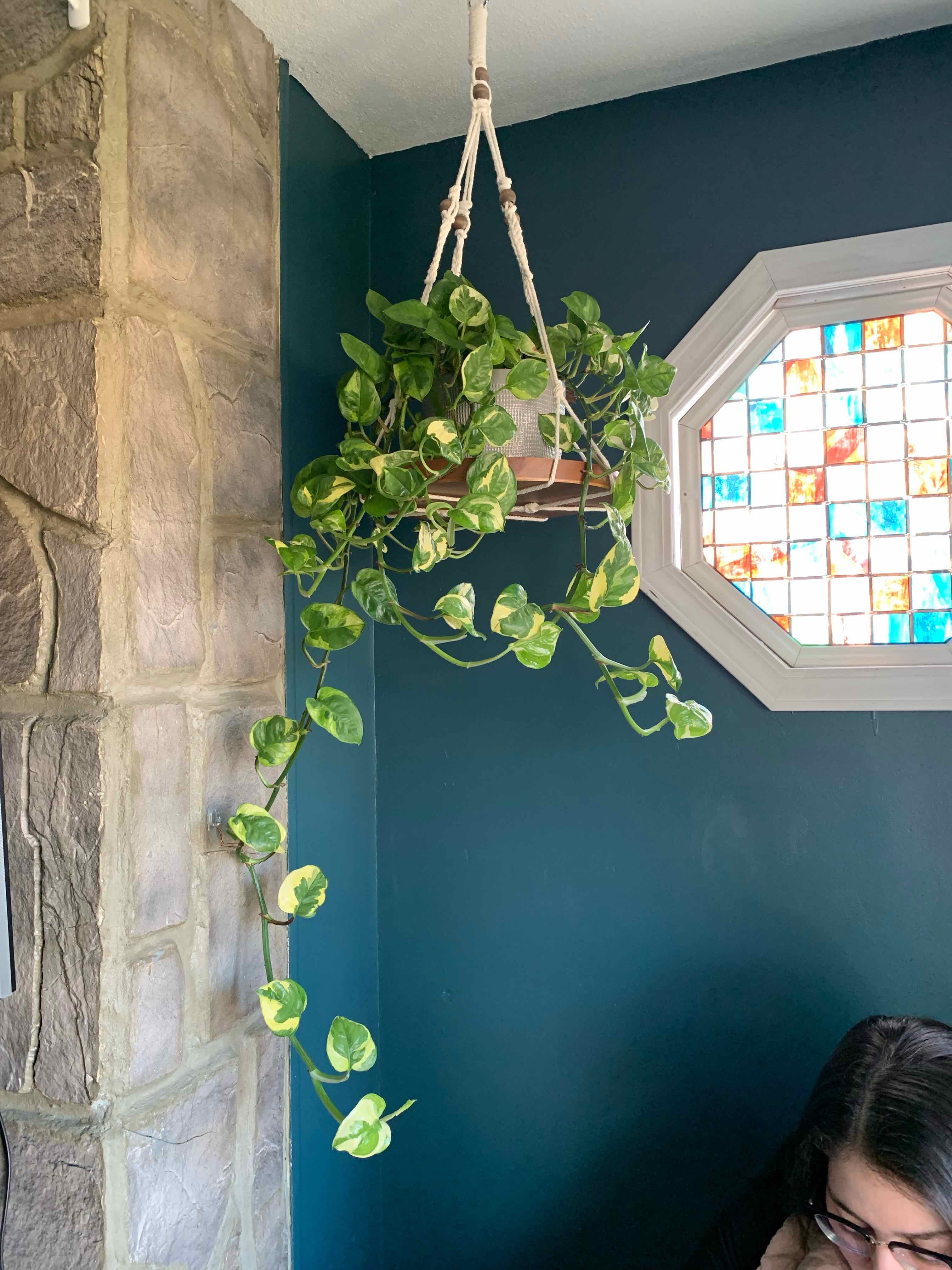 Hanging Lemon Meringue Pothos plant with green and yellow variegated leaves.