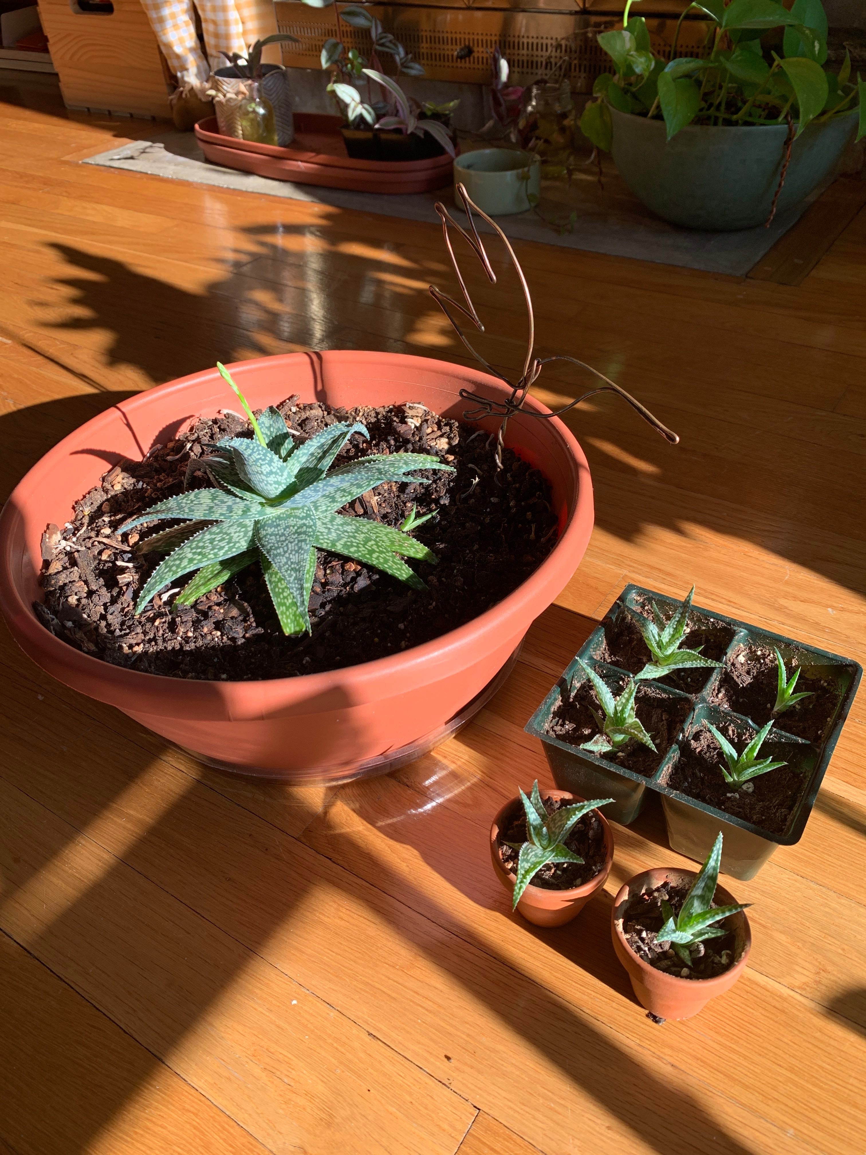 🌷 What It Means When Your Bredasdorp Gasteria Wilts