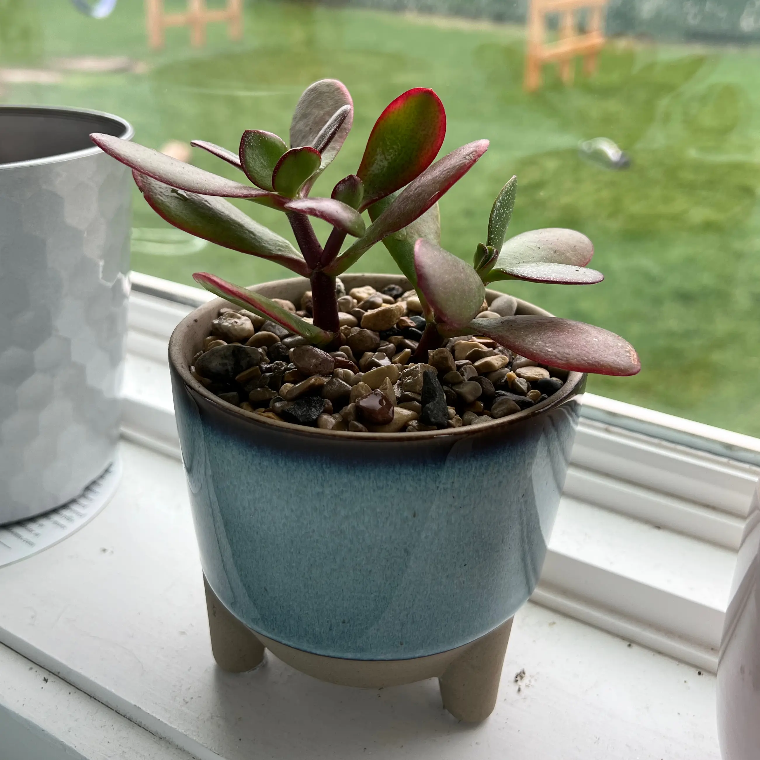 Golden Jade plant in a blue pot on a windowsill with healthy, reddish-tinted leaves.