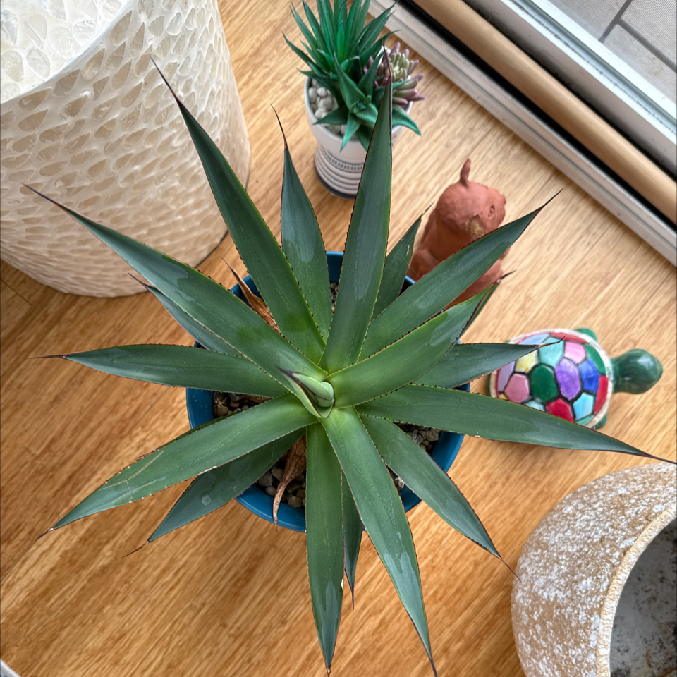 Photo of the plant species Black-Spined Agave by @Jesseaca named Sammy on Greg, the plant care app