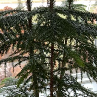 Norfolk Island Pine plant in Somewhere on Earth