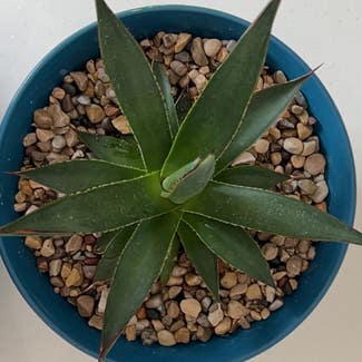 Black-Spined Agave plant in Somewhere on Earth