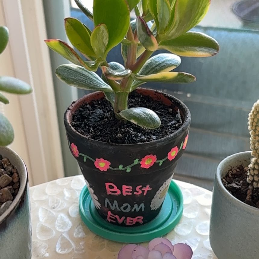 Photo of the plant species Variagated Jade Plant by @Jesseaca named Mamita on Greg, the plant care app