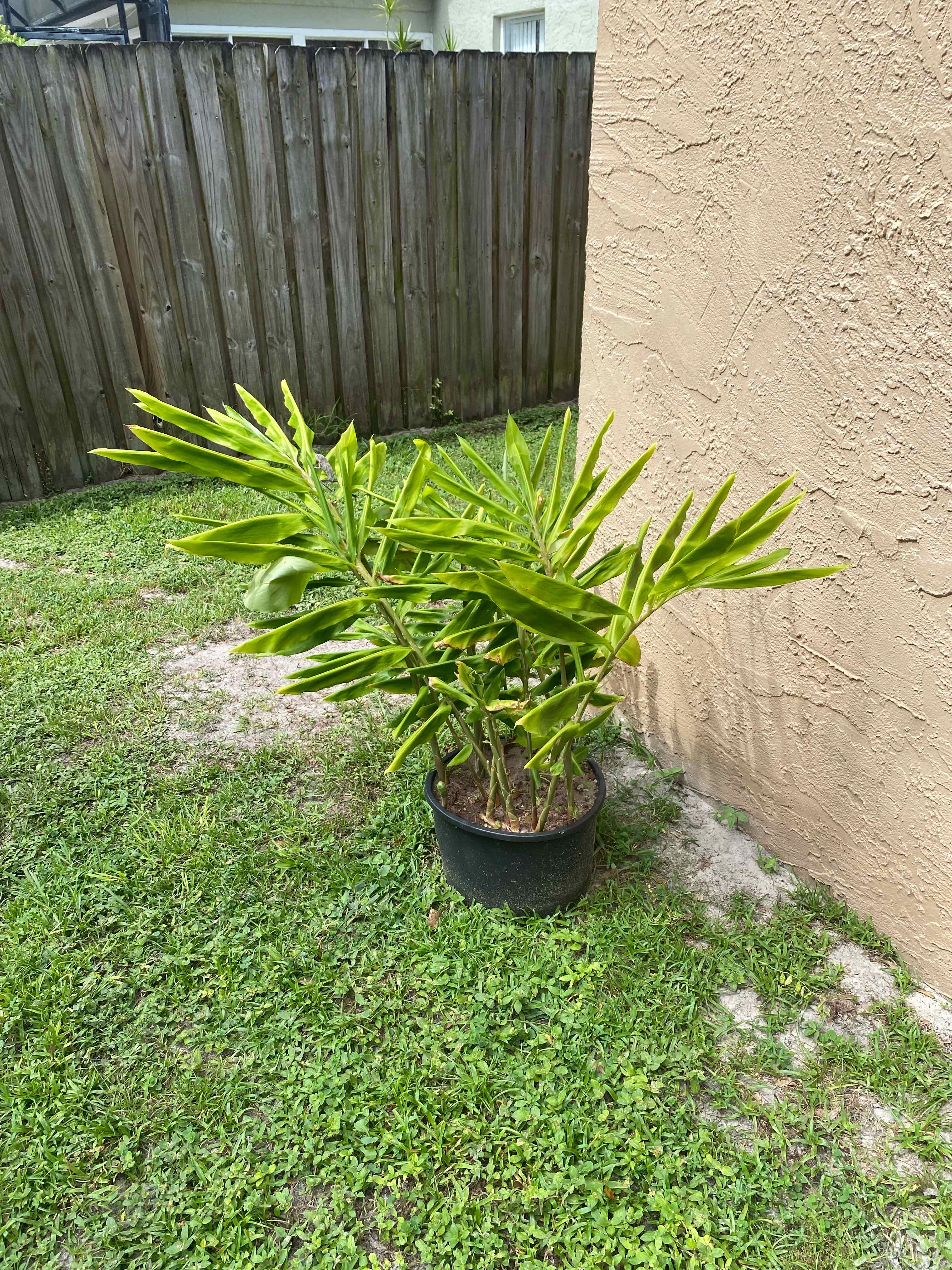 How to Propagate Your Shampoo Ginger