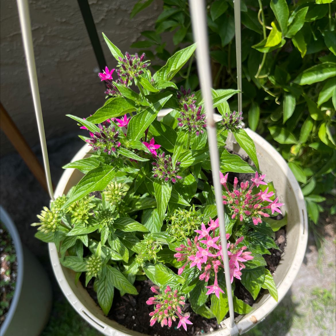 Potted Egyptian Starcluster plant with green leaves and pink flowers.
