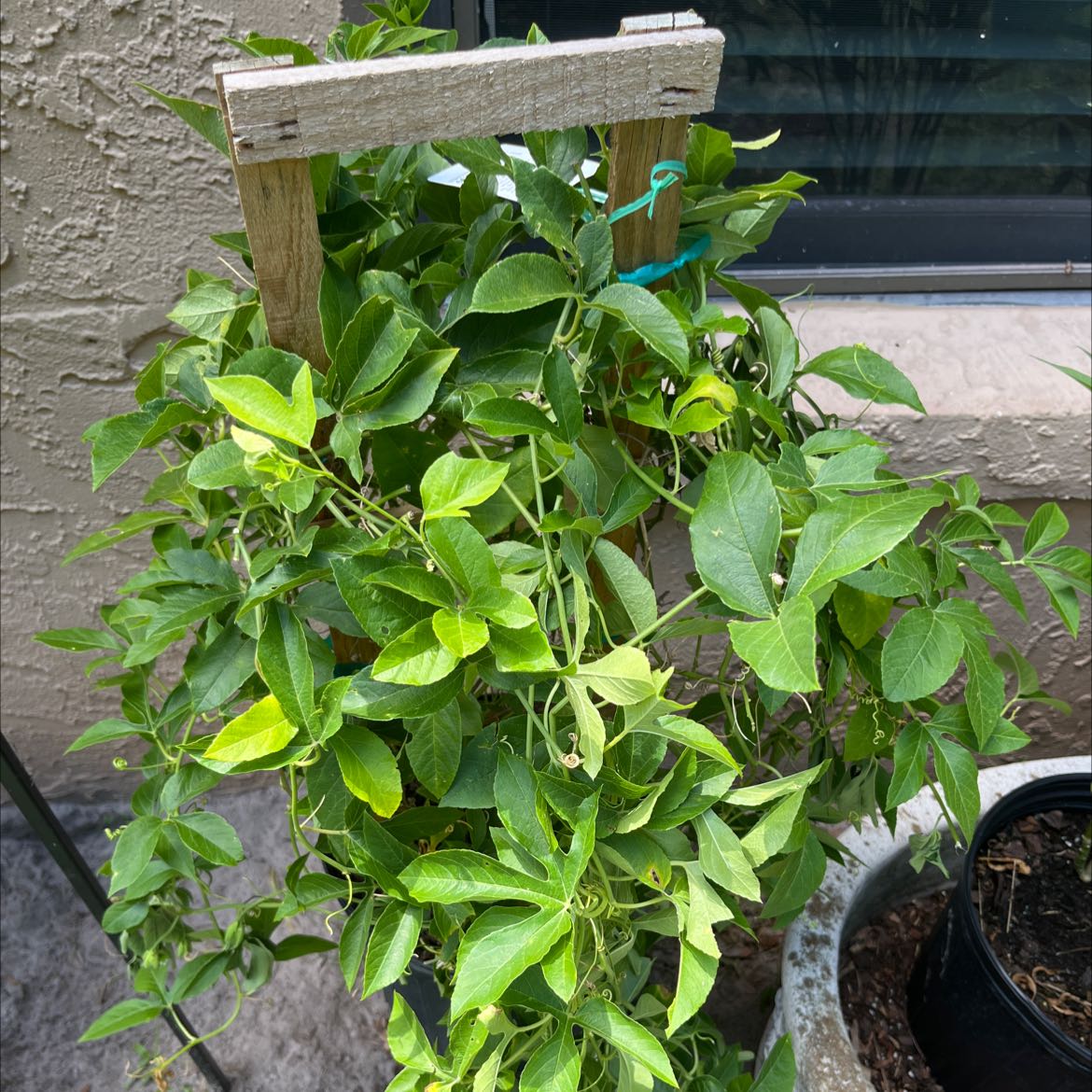 Healthy passion fruit plant with green leaves supported by a wooden trellis.