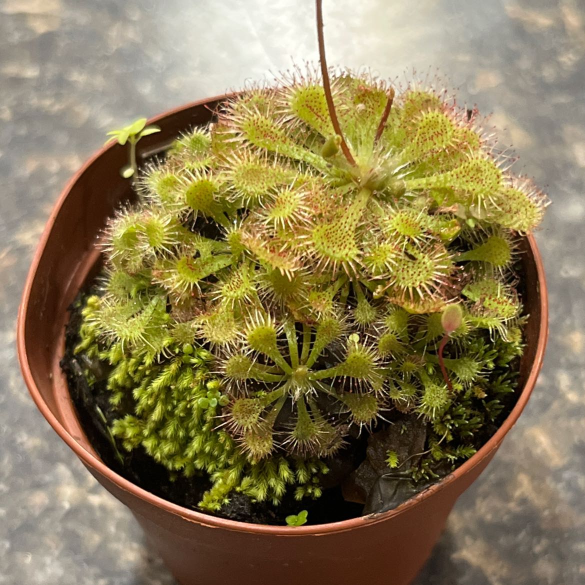 Round-Leaved Sundew plant in a pot with vibrant green leaves and visible dew drops.