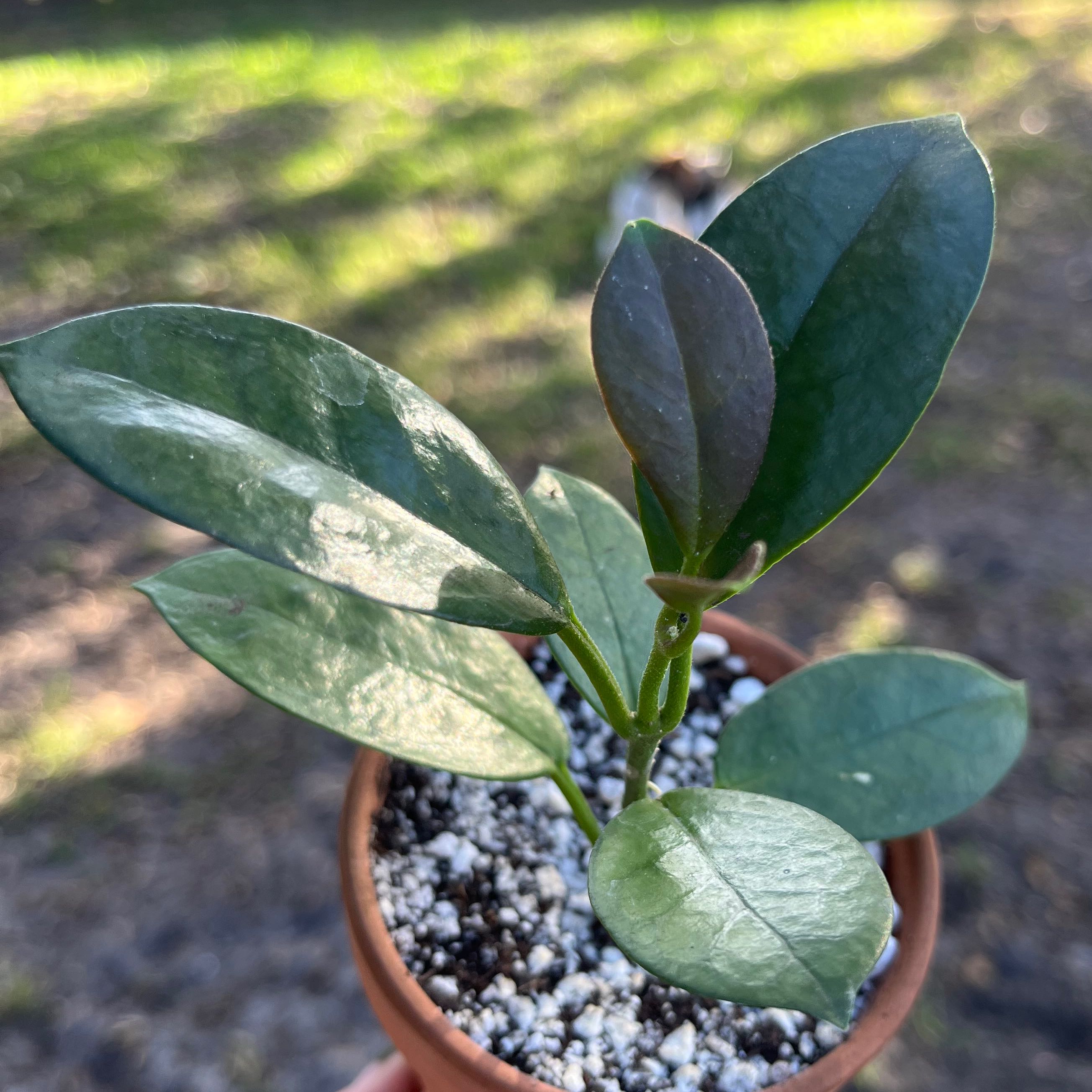 Waxvine plant in a small pot with healthy green leaves and visible soil.