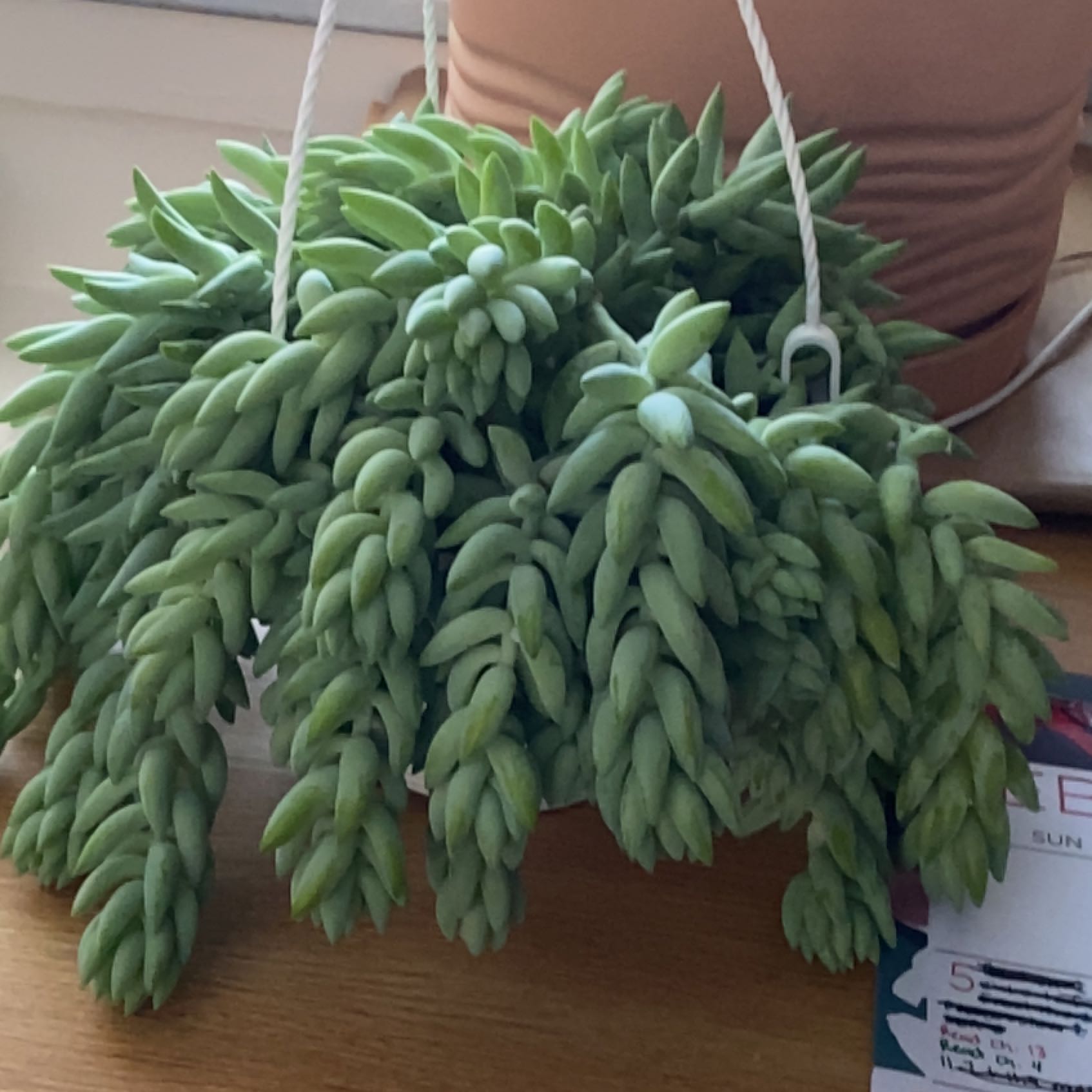 Healthy, mature Burro's Tail succulent with long trailing stems and plump blue-green leaves, held by a human hand.