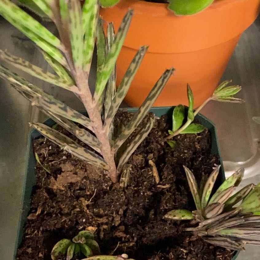 Healthy Mother of Millions plant with many plantlets growing along leaf margins, held by hand over terra cotta pot.