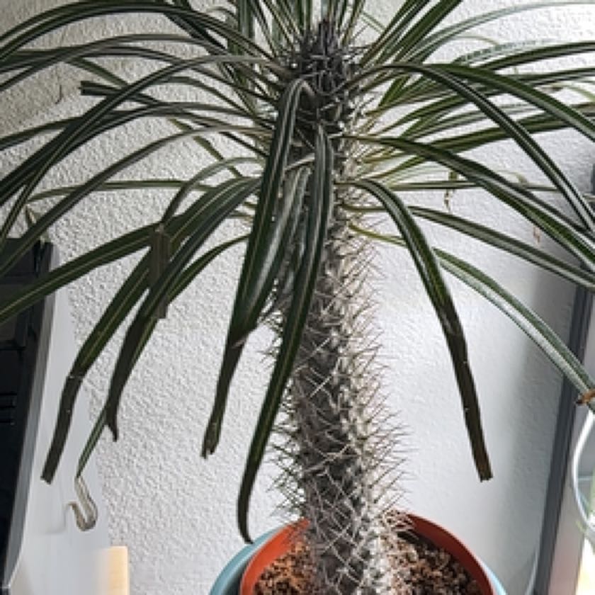 Photo of the plant species Silver Madagascar Palm by @GlossyKūmarahou named Austen on Greg, the plant care app